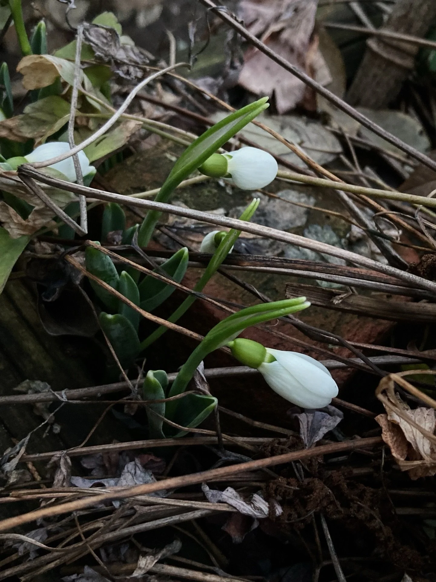 yesterday in the garden 🕊️🌱