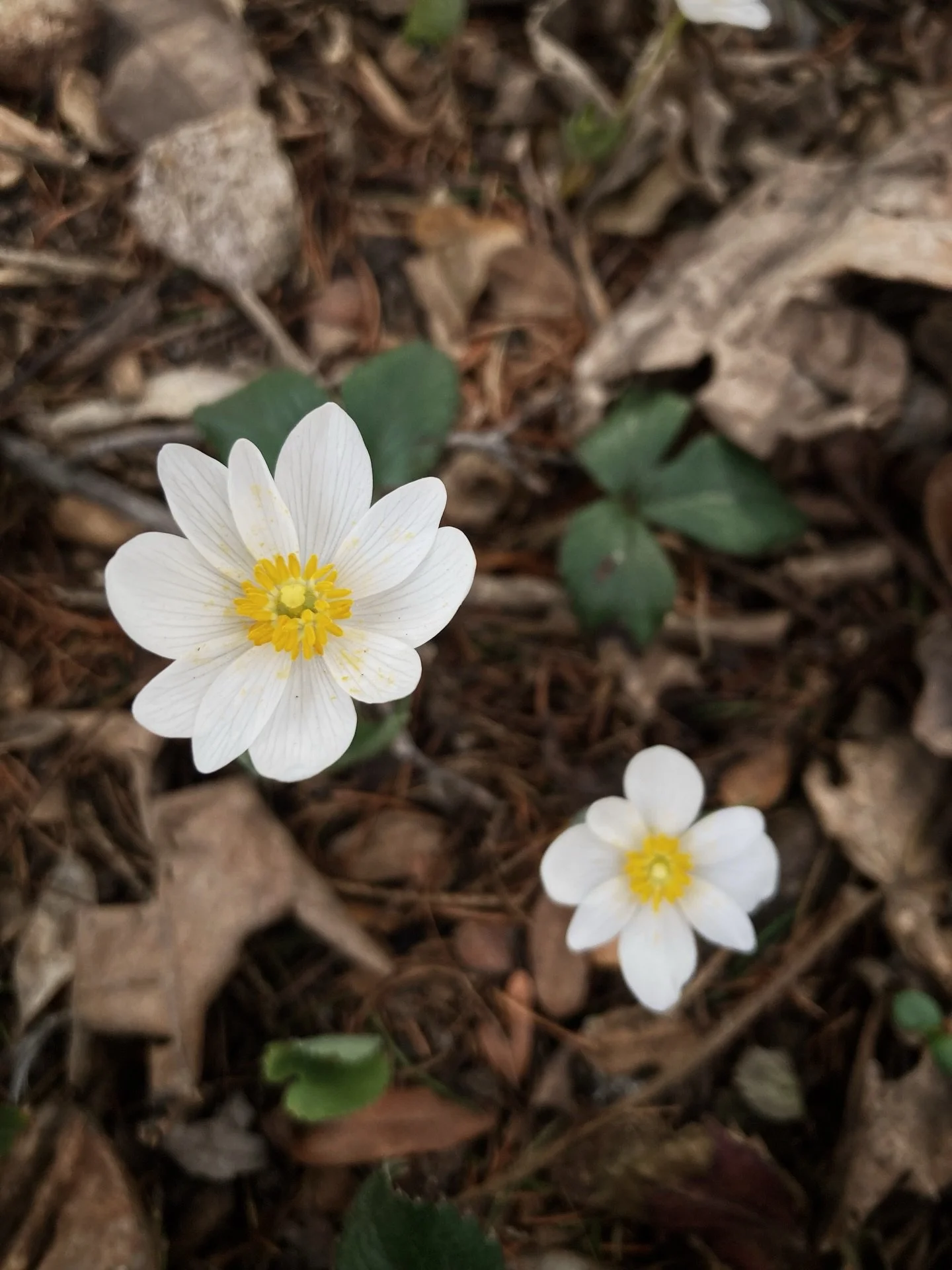 visiting with an old friend this morning 🕊️