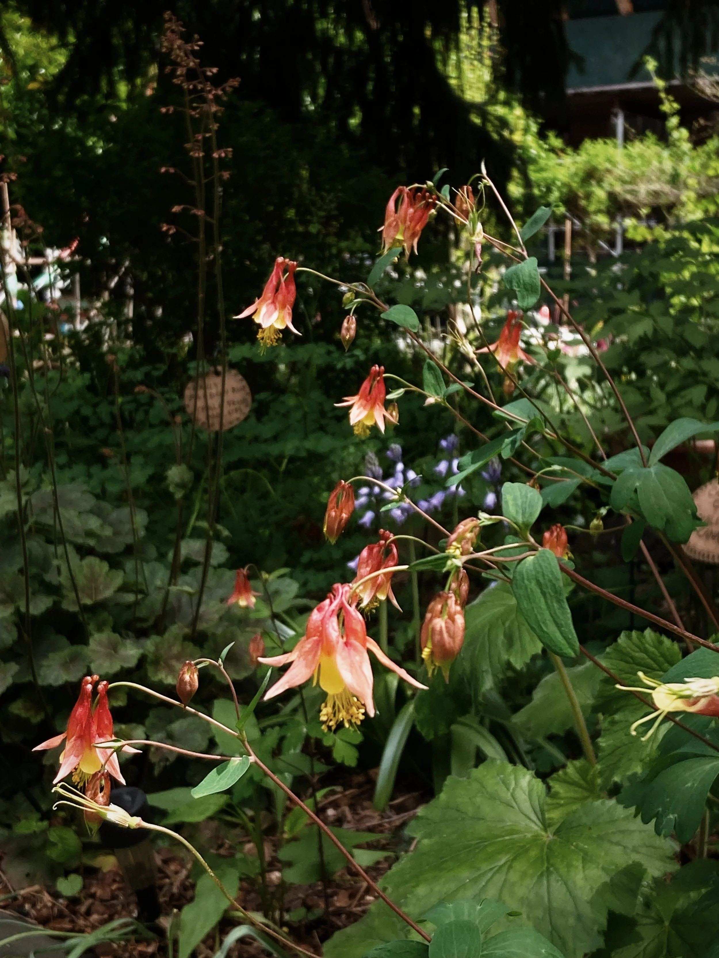 in a woodland area of an NYC community garden, yellow & red eastern columbine flowers bloom, with green leaves, against a dark backdrop