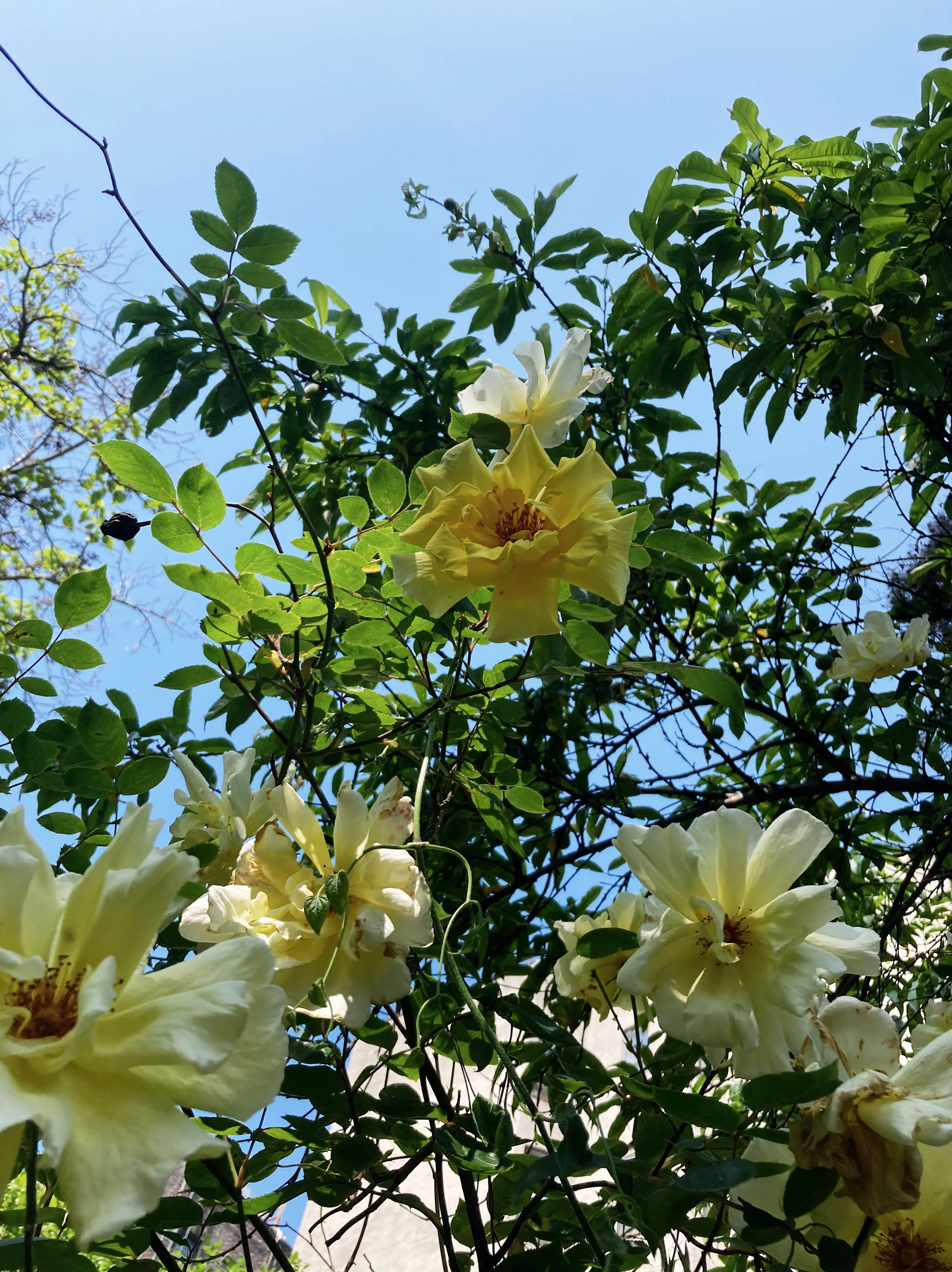 Summer Solstice Update: New Scents, Seasonal Skincare, Vintage Finds ...