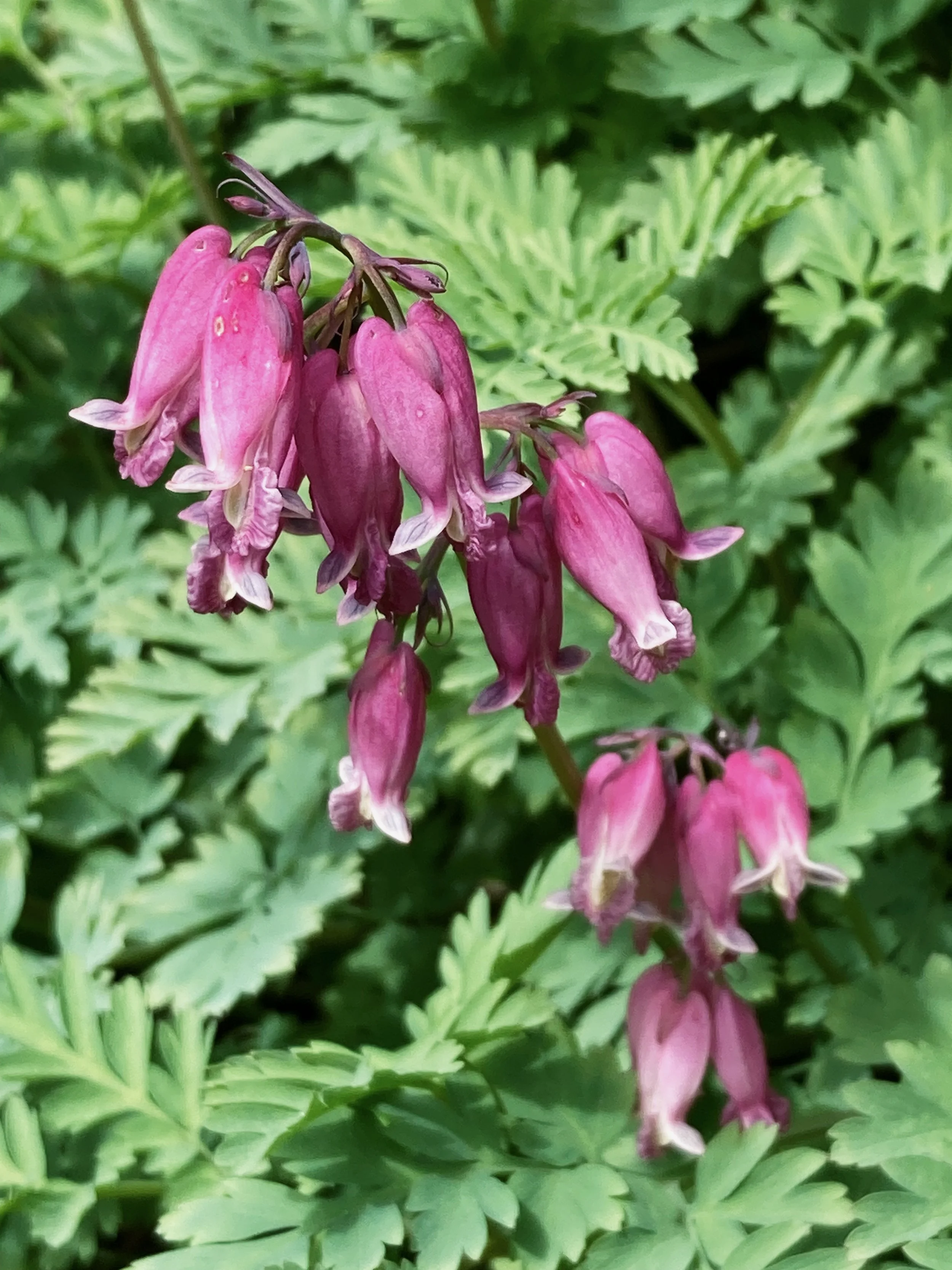 a stalk of pink native bleeding heart flowers in bloom against a backdrop of lacy green leaves in an NYC community garden