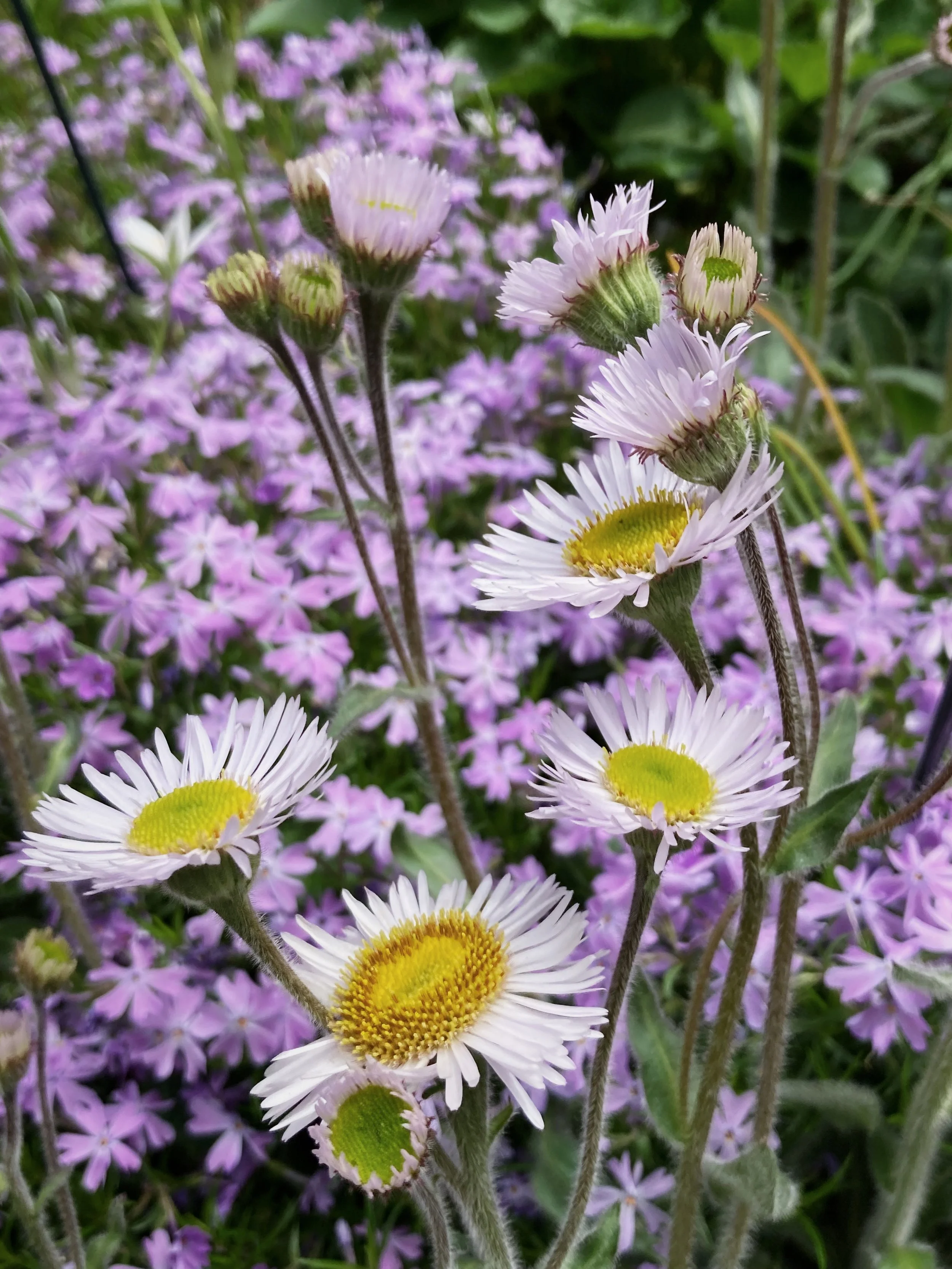 against a backdrop of blooming purple moss phlox, the daisy-like heads of the Robin's plantain bloom, with white to light pink blooms & yellow centers