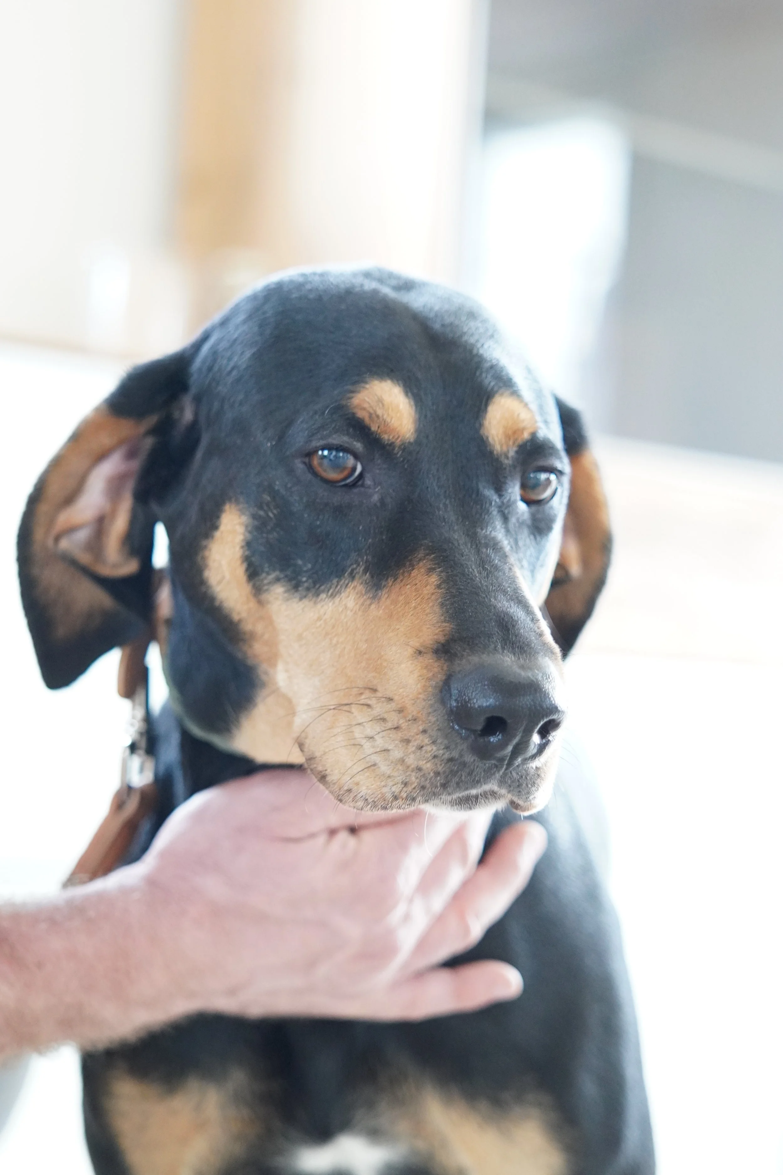 Die drei Stufen der Entwicklung im Hundetraining