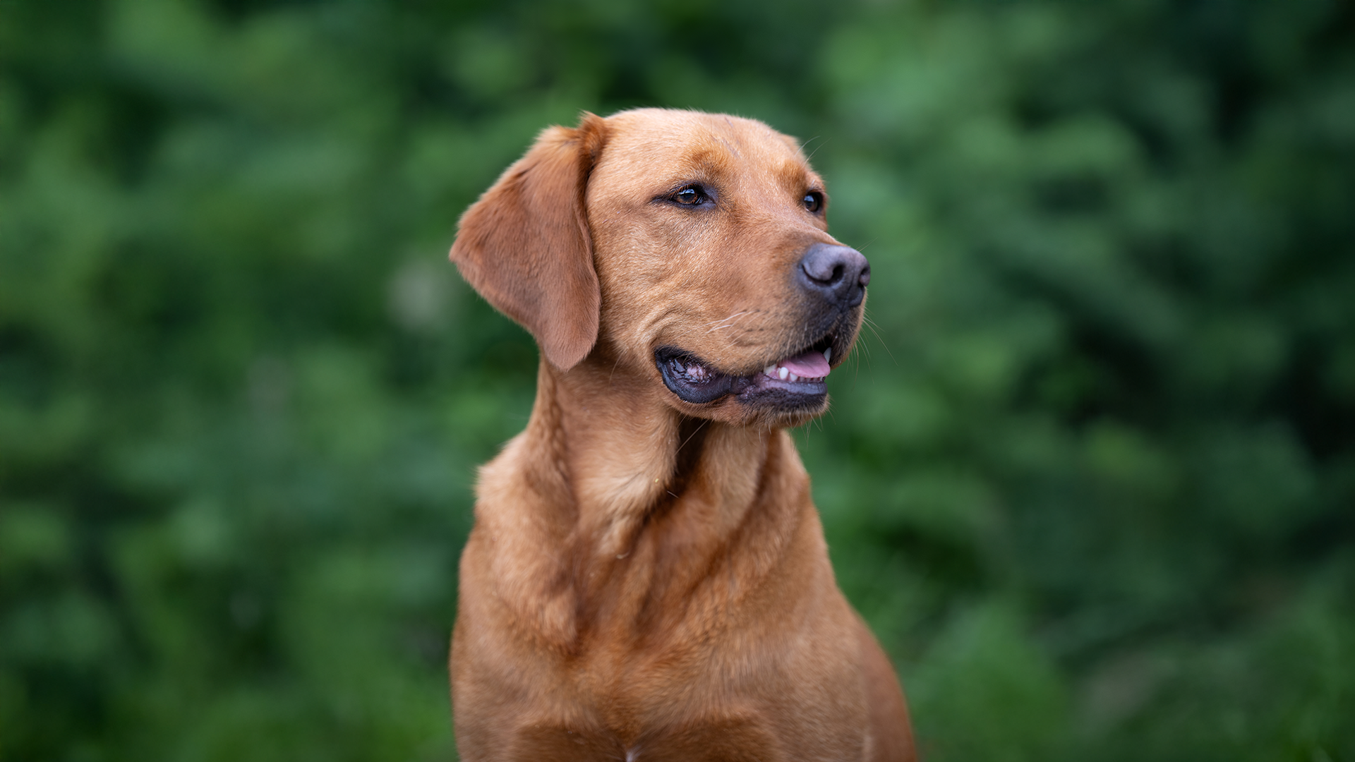 Dogs talk - the question is whether we listen