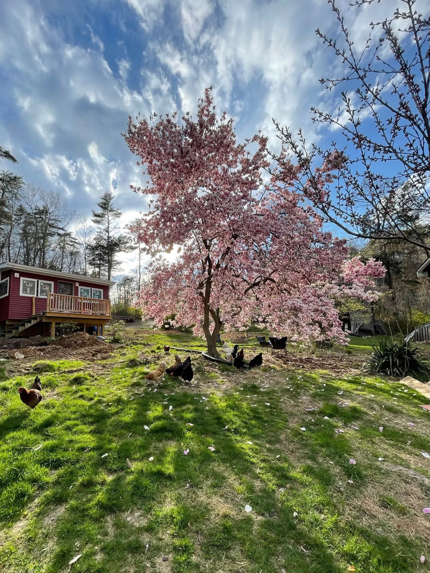 @upstatedaydreamers 🌸 rentals nightly

💓 Open to longer-term lease, for the Cabin or Cabin+Cottage. U up thinking of moving upstate?