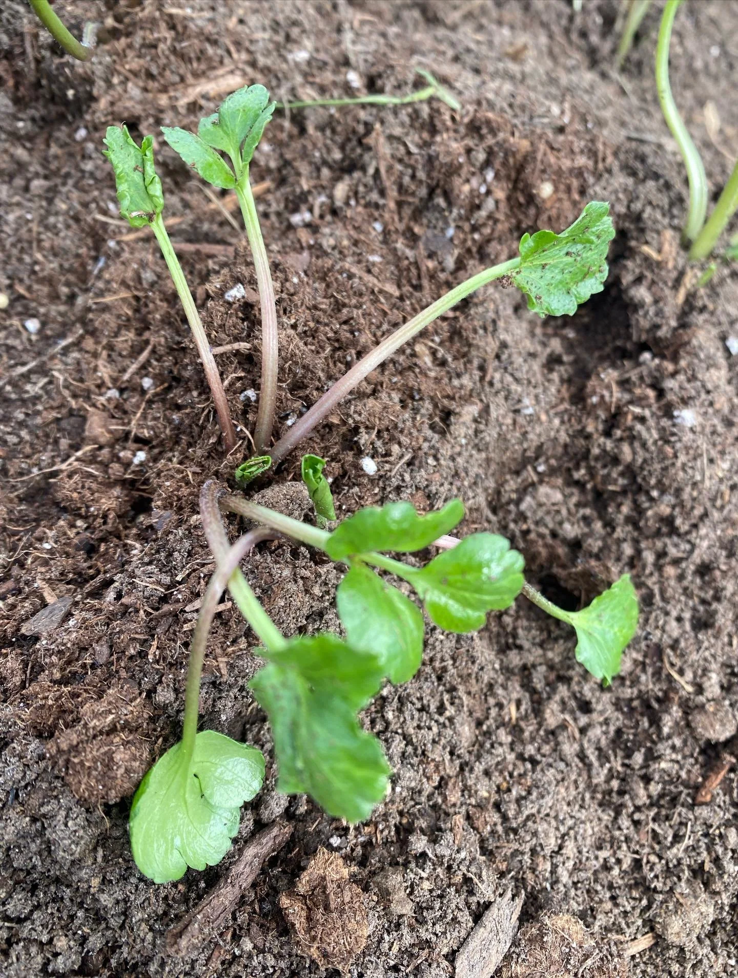 It&rsquo;s been the kind of rewarding year on our farm, in life and in the flowers that only God&rsquo;s blessings and hard work can bring. It was an incredible and busy season. We&rsquo;ve snuggled more newborn grand-babies, happy danced and eaten l