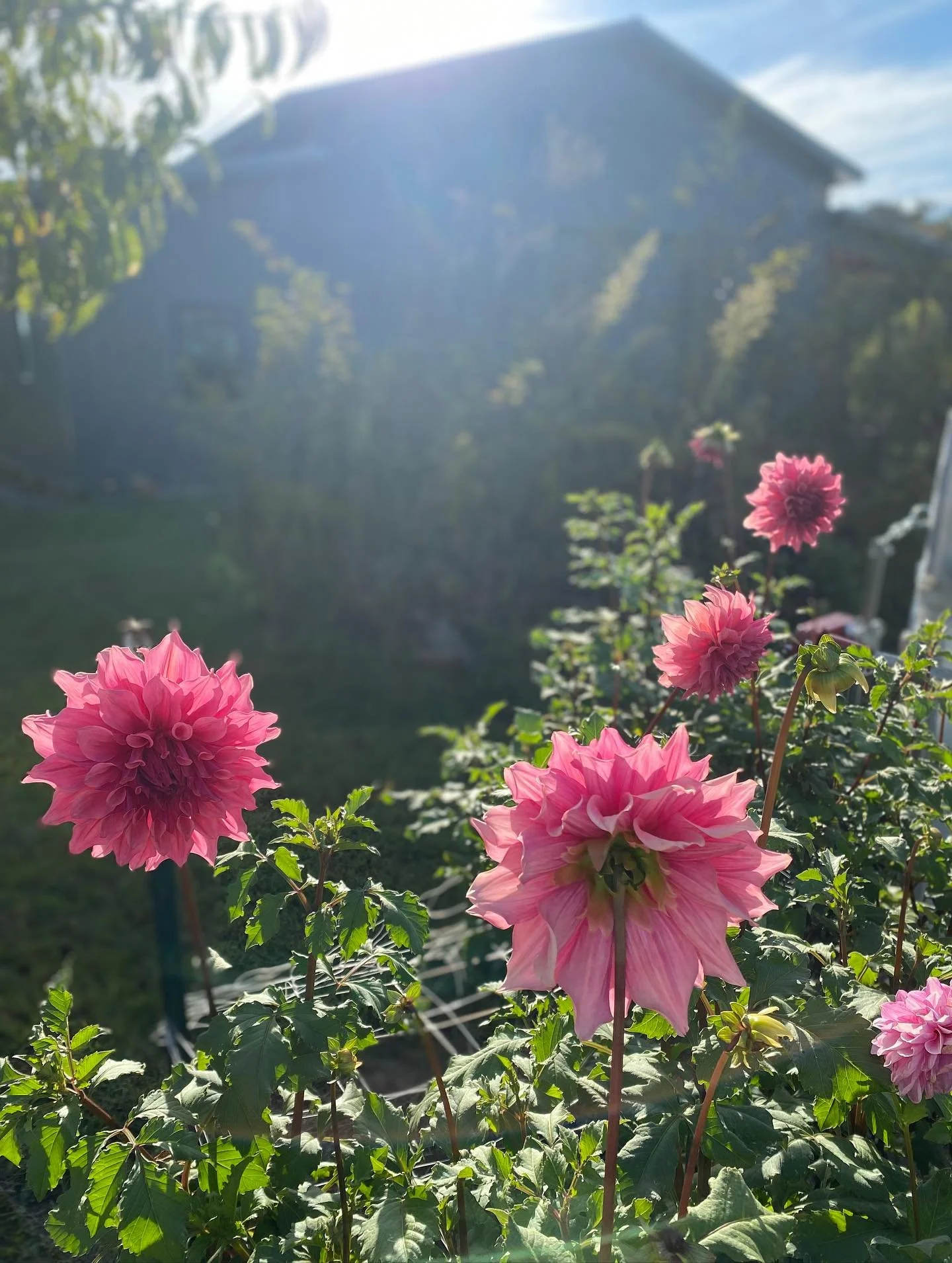 It&rsquo;s been an incredible and busy season. We&rsquo;ve done happy dances and eaten lemon scones in the flowers, worked in the foggy mornings and after dark. Lost count of how many pairs of gloves we&rsquo;ve worn out, dodged hale, high winds. And