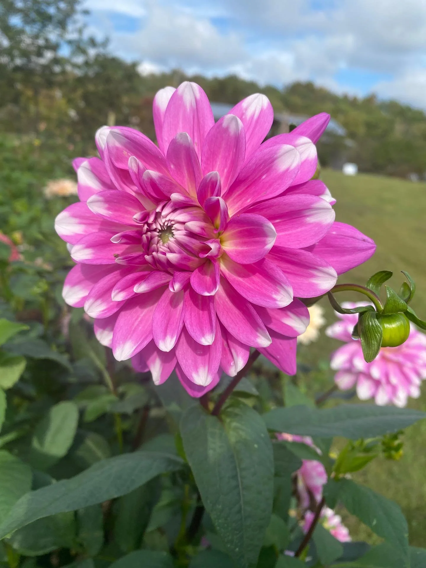 We&rsquo;re hiring Spring of 2026!

Please email a cover letter telling me why you feel this is right for you, your experience or resume and three references to: 
littlesparrowflowers@gmail.com

Looking for a positive, energetic and hard working flow