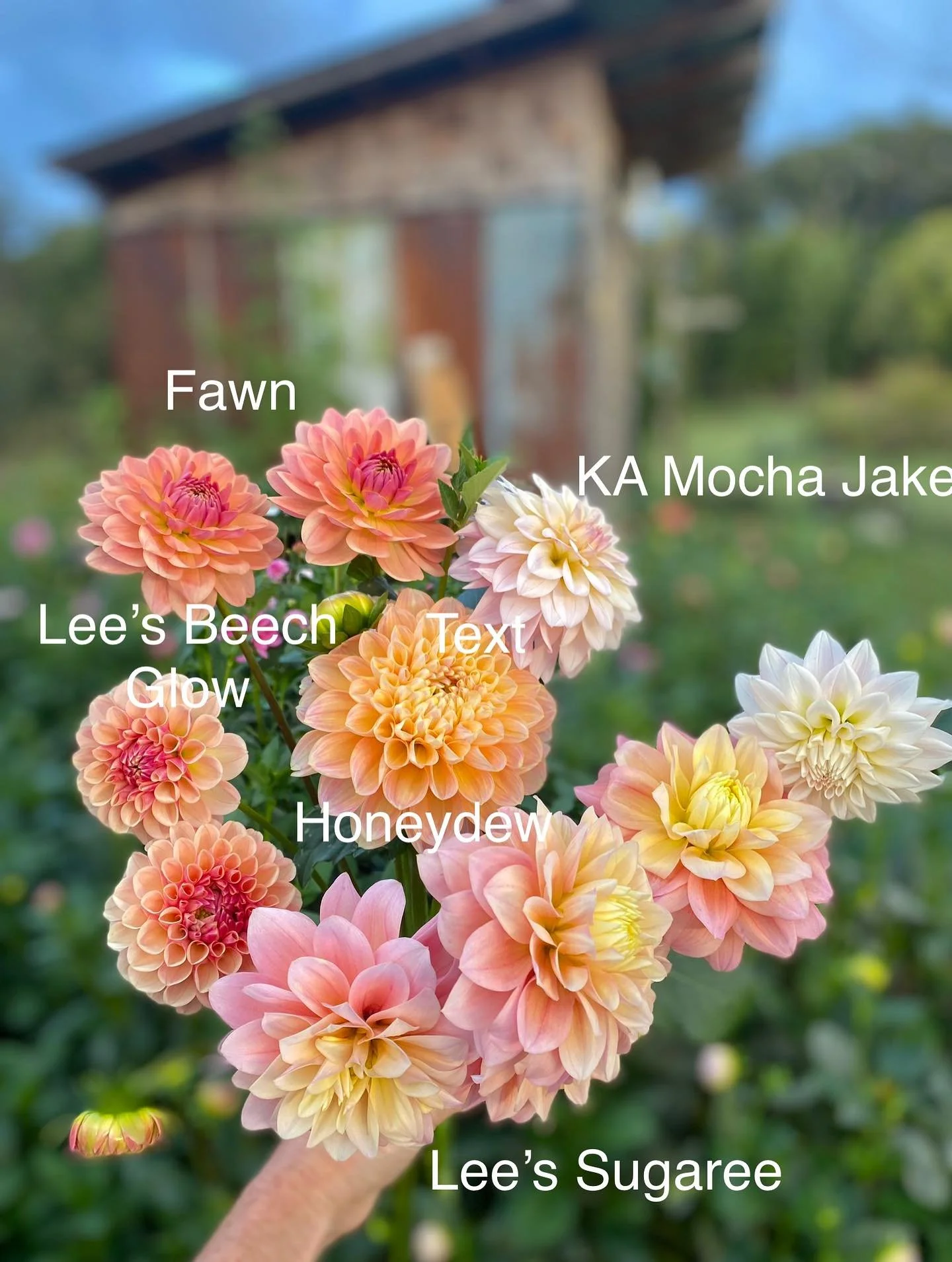 The dahlias are loving the rain, cool nights and warm days. They are all so pretty it&rsquo;s impossible to have a favorite! 
Message to order the most beautiful bouquets ever!!