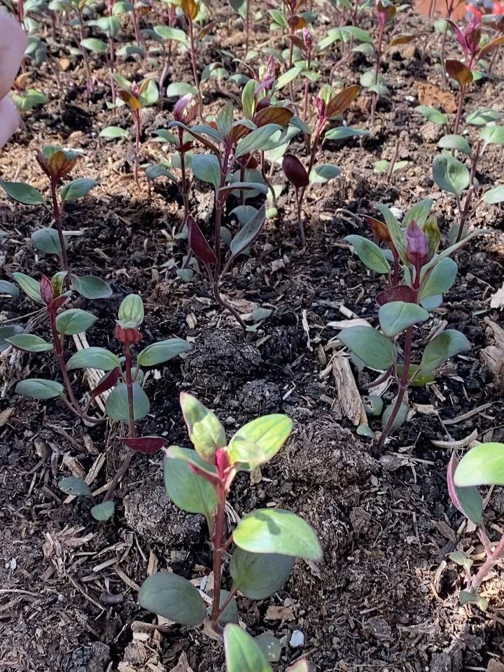 Snapdragons are one of my favorite flowers. I can&rsquo;t decide which though, they&rsquo;re all so fun. Which variety is your favorite?  The bright and happy florets like their name resemble a dragon&rsquo;s face. 
I&rsquo;ve never met a child who d