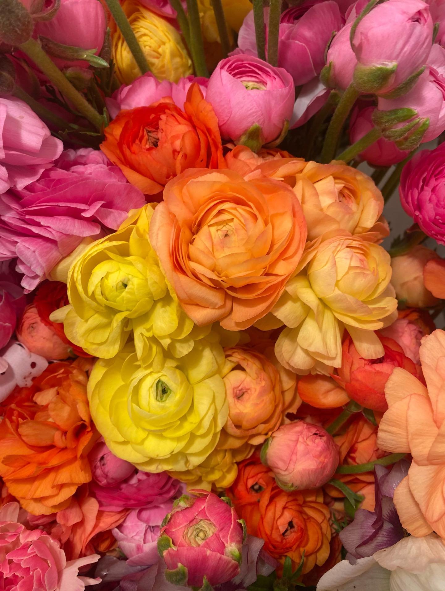 Happy Friday!
Summer seems to be coming like a freight train. We&rsquo;re gearing up for work and flowers, work and flowers,  more work, more flowers for months.  Here we have masses of the luscious Ranunculus blooms and of course little but mighty Z