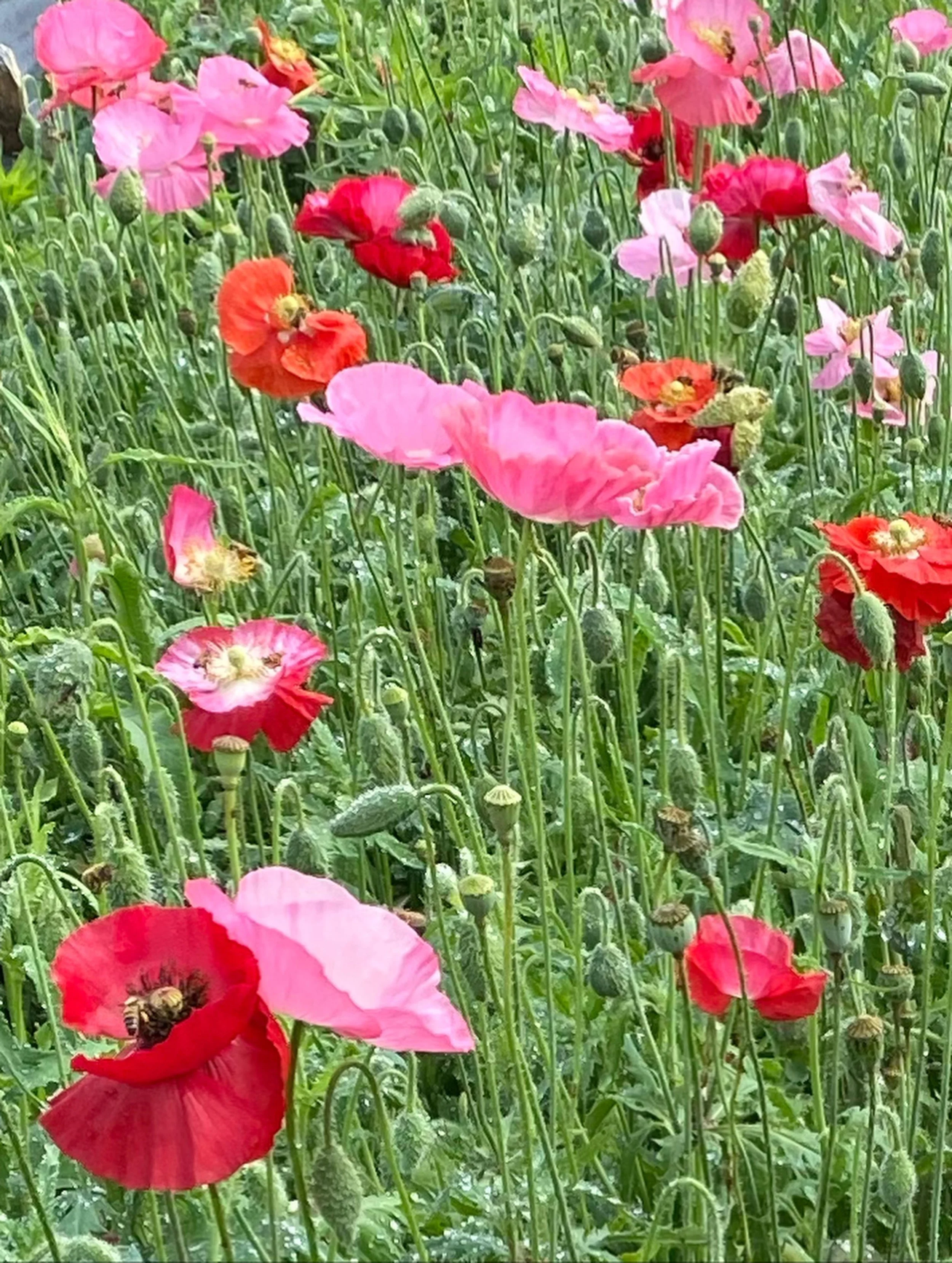 We hear this A LOT. &ldquo;Can I come see all the flowers blooming at your flower farm?&rdquo; 
We DO grow tons and tons of flowers but..
&hellip;.If I&rsquo;m doing my job right you won&rsquo;t see a lot of blooms most days. 
We work to cut most of 