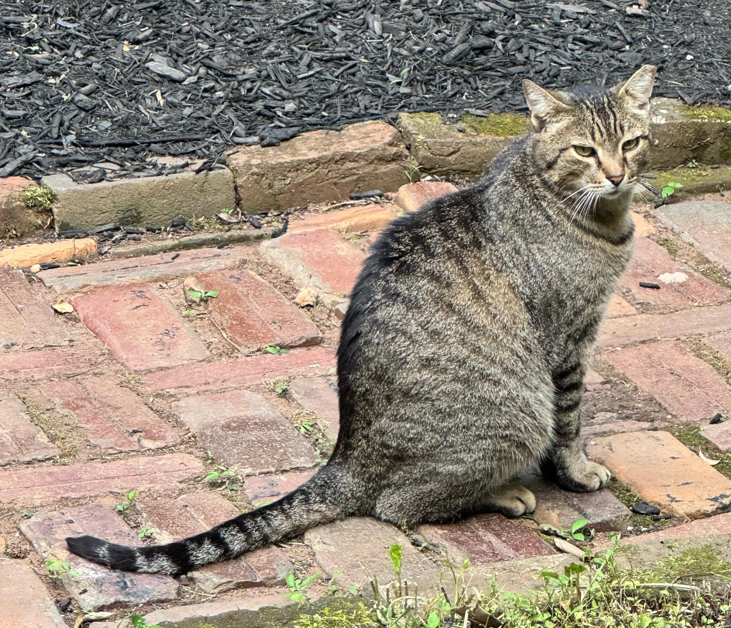 Please help by voting!!
Today we were asked if we would please give Nacho (the cat here) his forever flowerfarm home.
As much as I want a cat to hunt for voles, mice, rats and snakes, the idea of introducing him to the dogs seems like more than more!