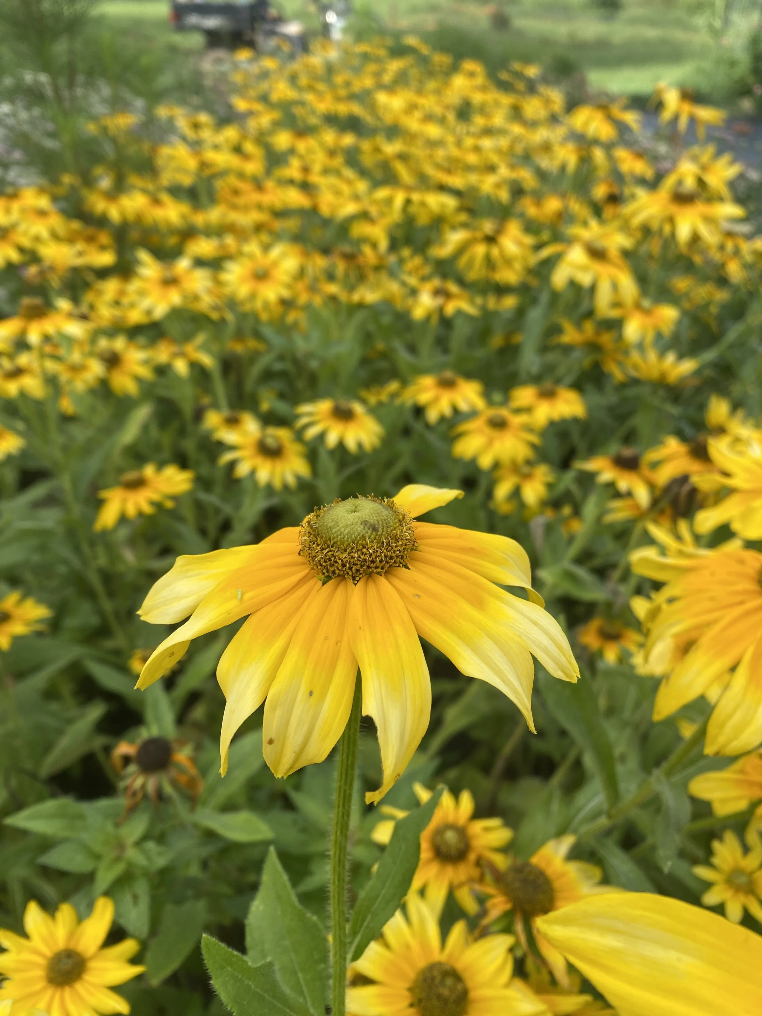 Close-up of a yellow flower with a green center, surrounded by many similar yellow flowers on green stems and leaves in the background.