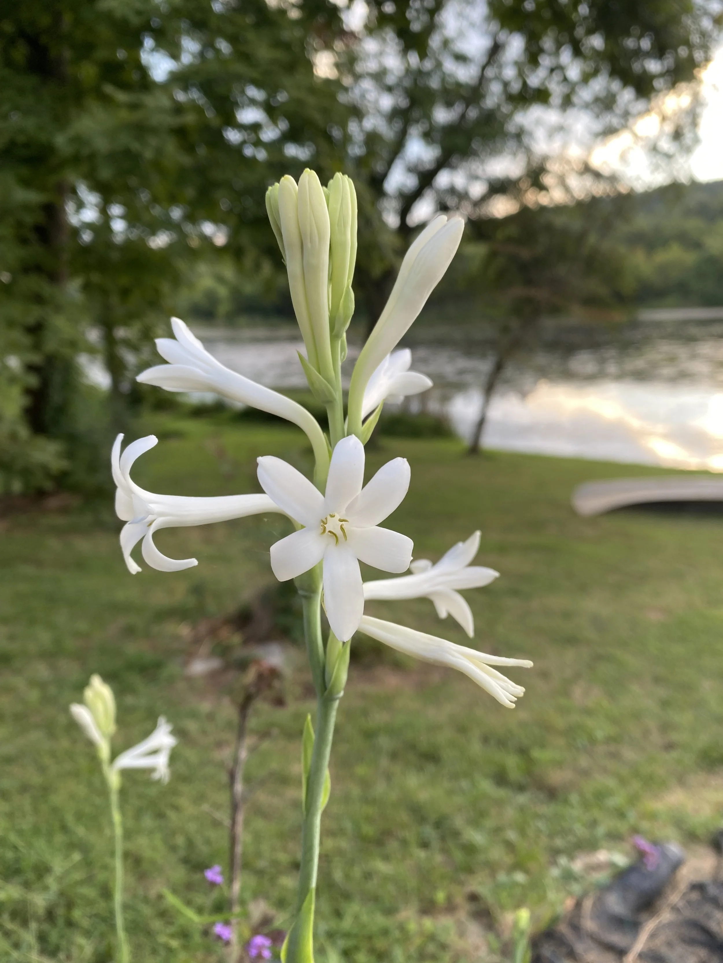 Close-up of a white flower with multiple petals, growing in a grassy area near a river with trees in the background during sunset.