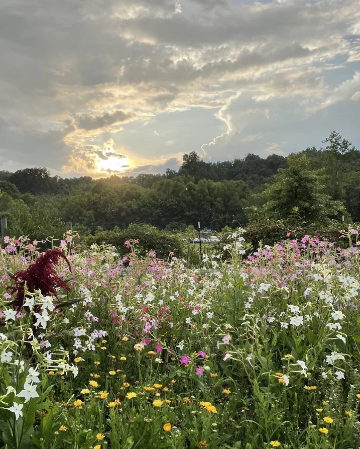 A vibrant meadow filled with colorful wildflowers under a partly cloudy sky during sunset, with a forested hillside in the background.