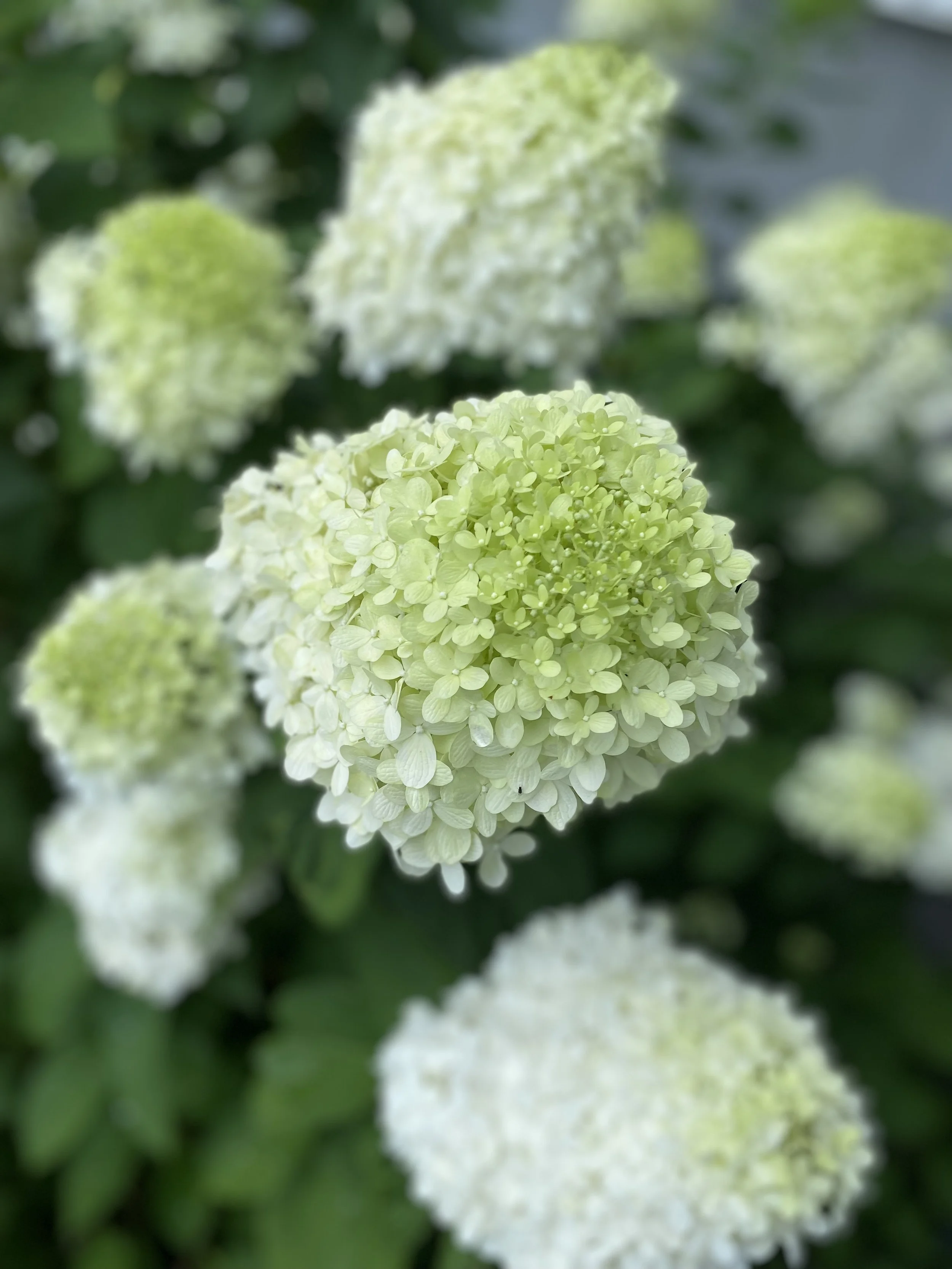 Close-up of white and light green hydrangea flowers in bloom, with dark green leaves in the background.