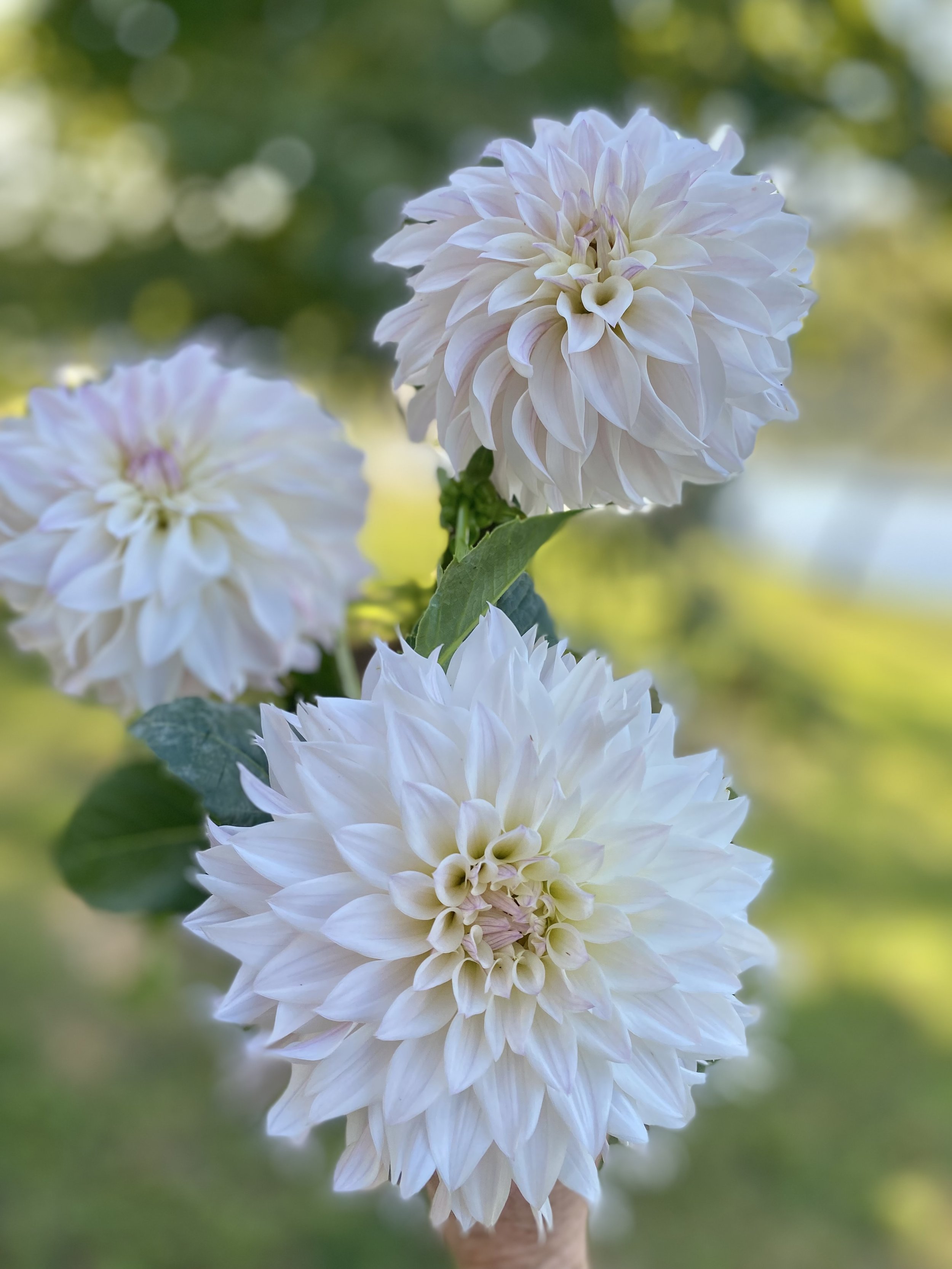 Close-up of three large, white, multi-petaled dahlias with light pink accents, set against a blurred green and yellow background.