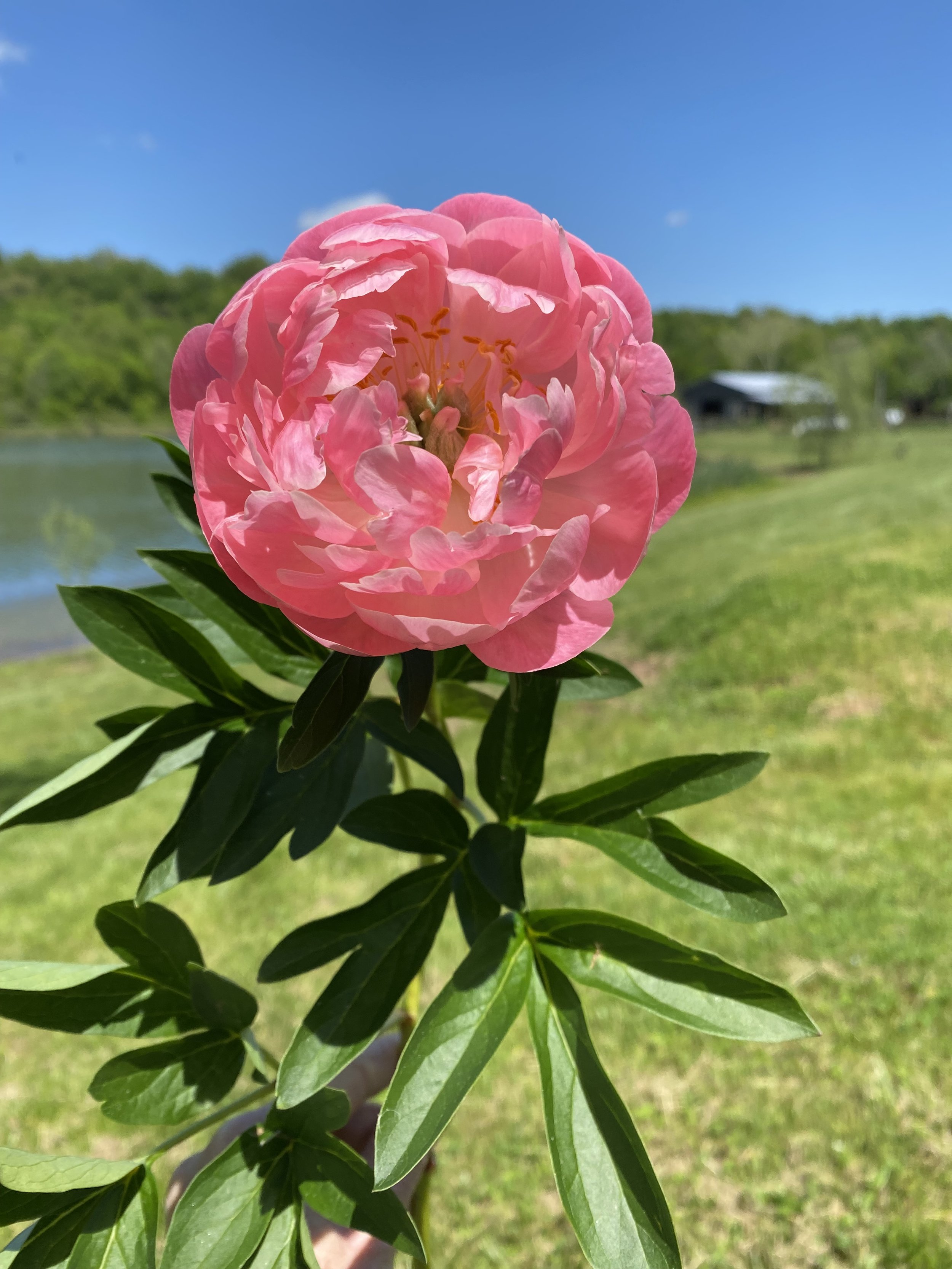 Close-up of a pink peony flower with green leaves against a background of a grassy area, trees, and a blue sky.