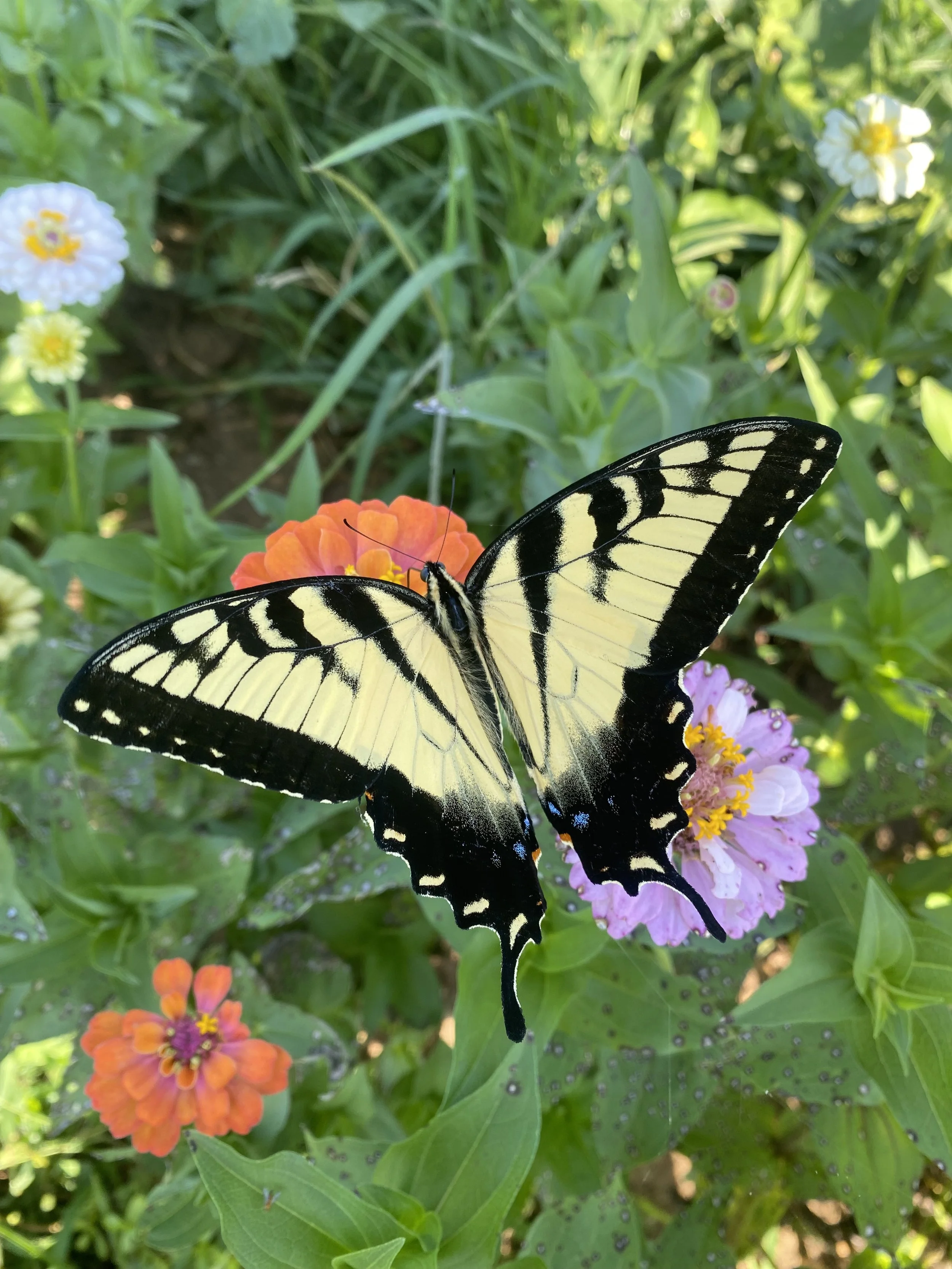 Yellow and black butterfly perched on a pink and orange flower in a garden with green foliage.