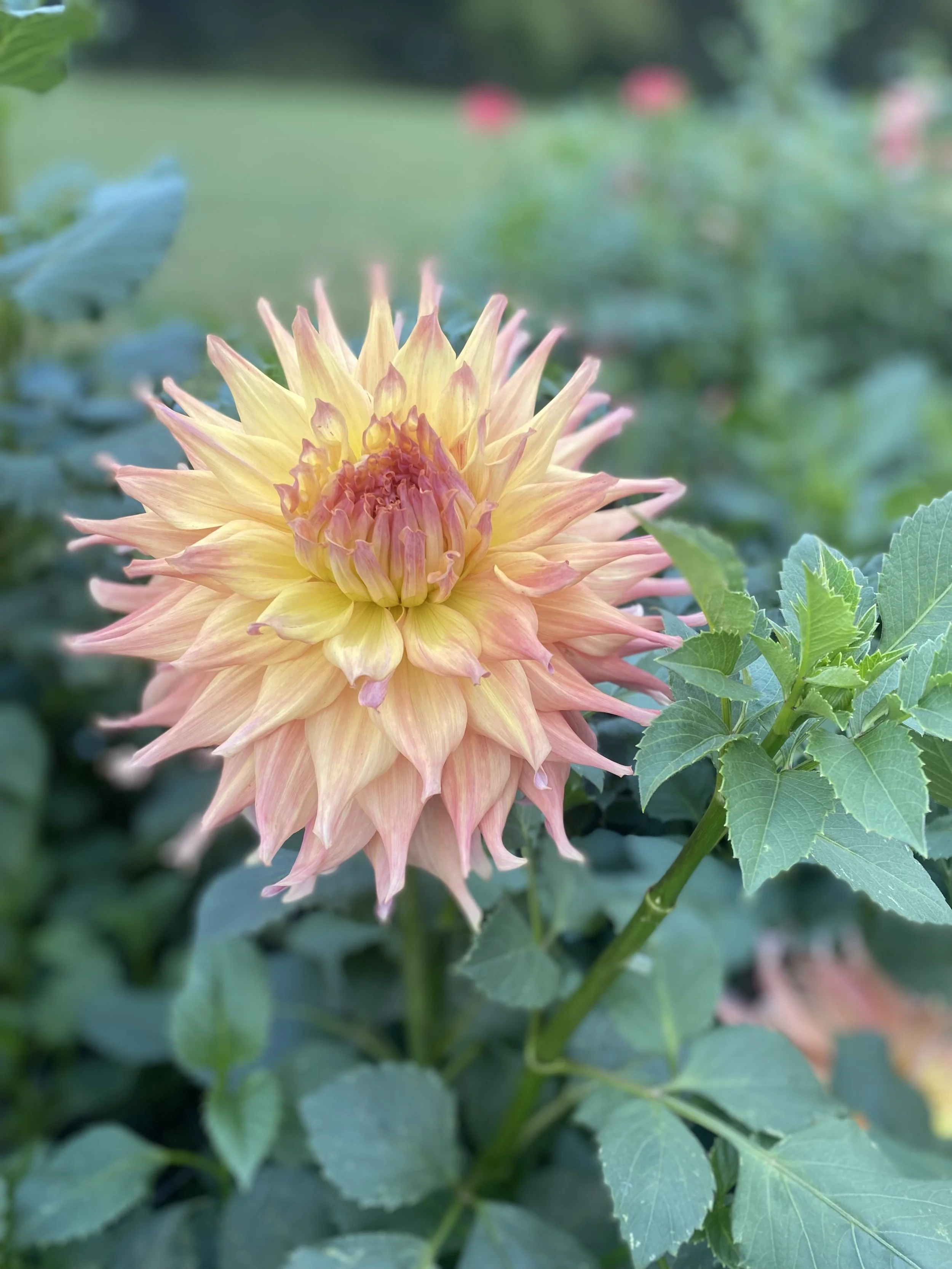 A large pink-detailed dahlia flower with green leaves against a garden background.