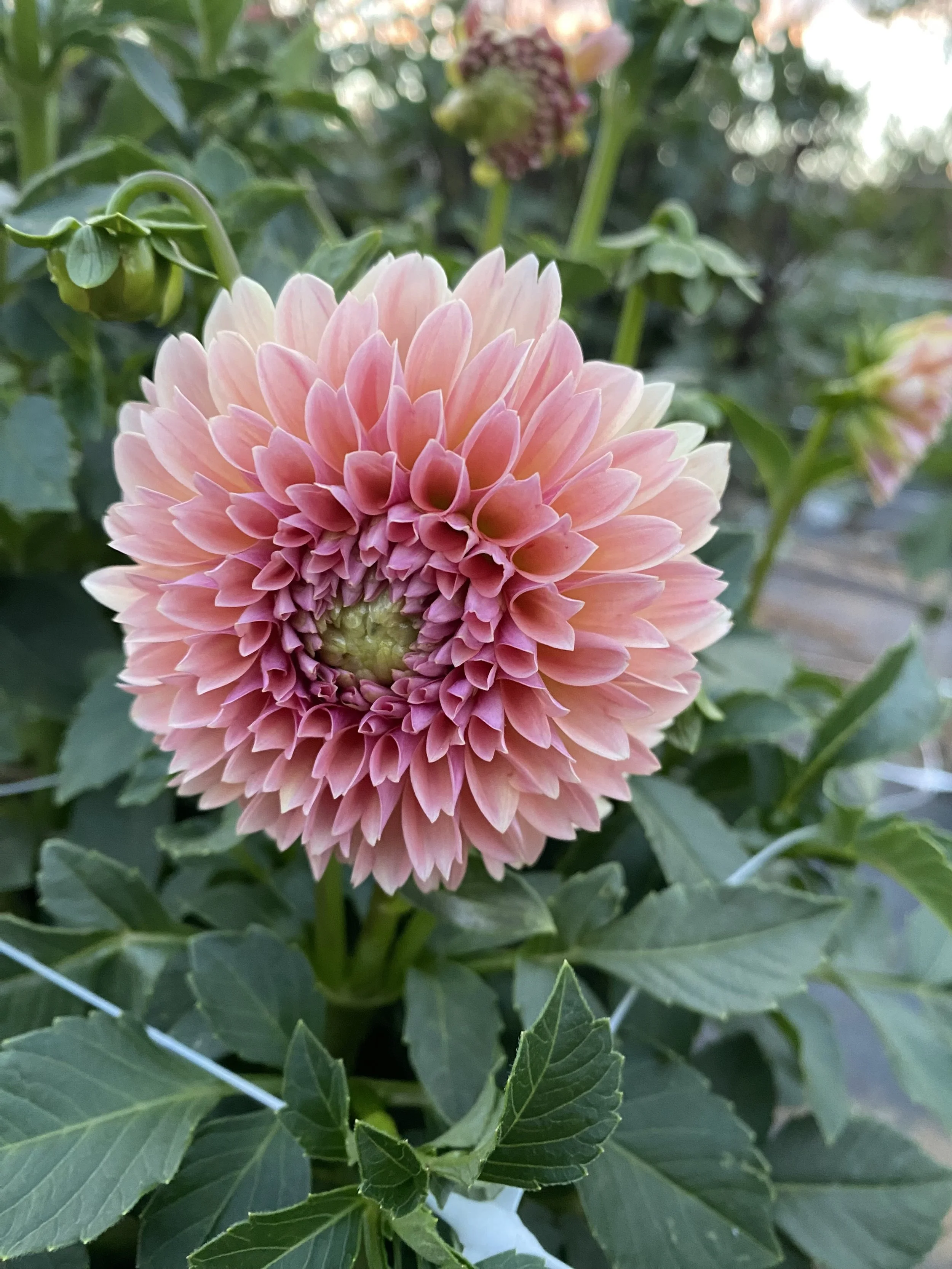 Close-up of a pink and peach dahlia flower in bloom, surrounded by green foliage.
