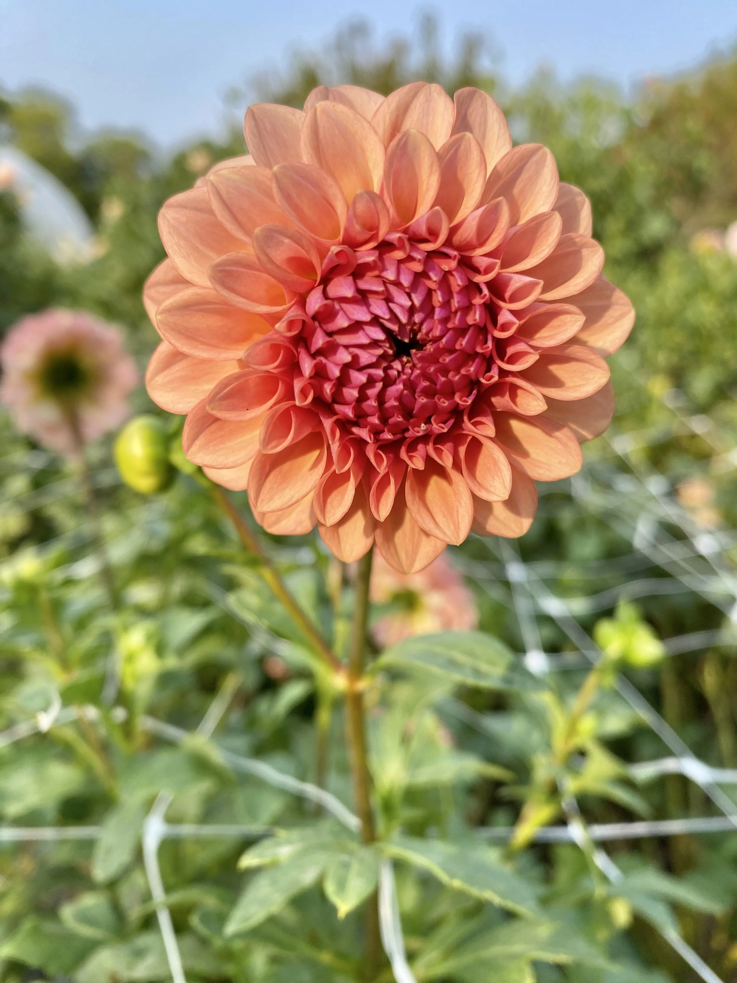 Close-up of a peach-colored dahlia flower with a pink center, blooming outdoors on a sunny day with blurred green foliage in the background.