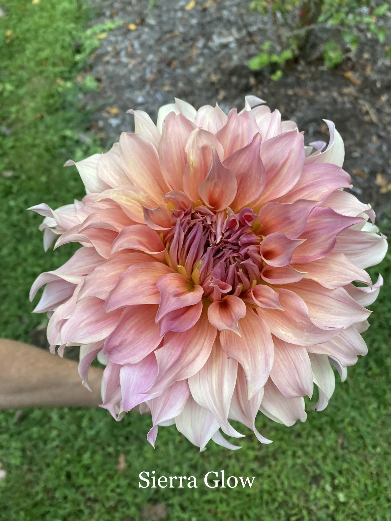 Close-up of a large, pink, and peach-colored dahlia flower, Sierra Glow variety, with layered petals and a hint of purple in the center, held above grass and soil.