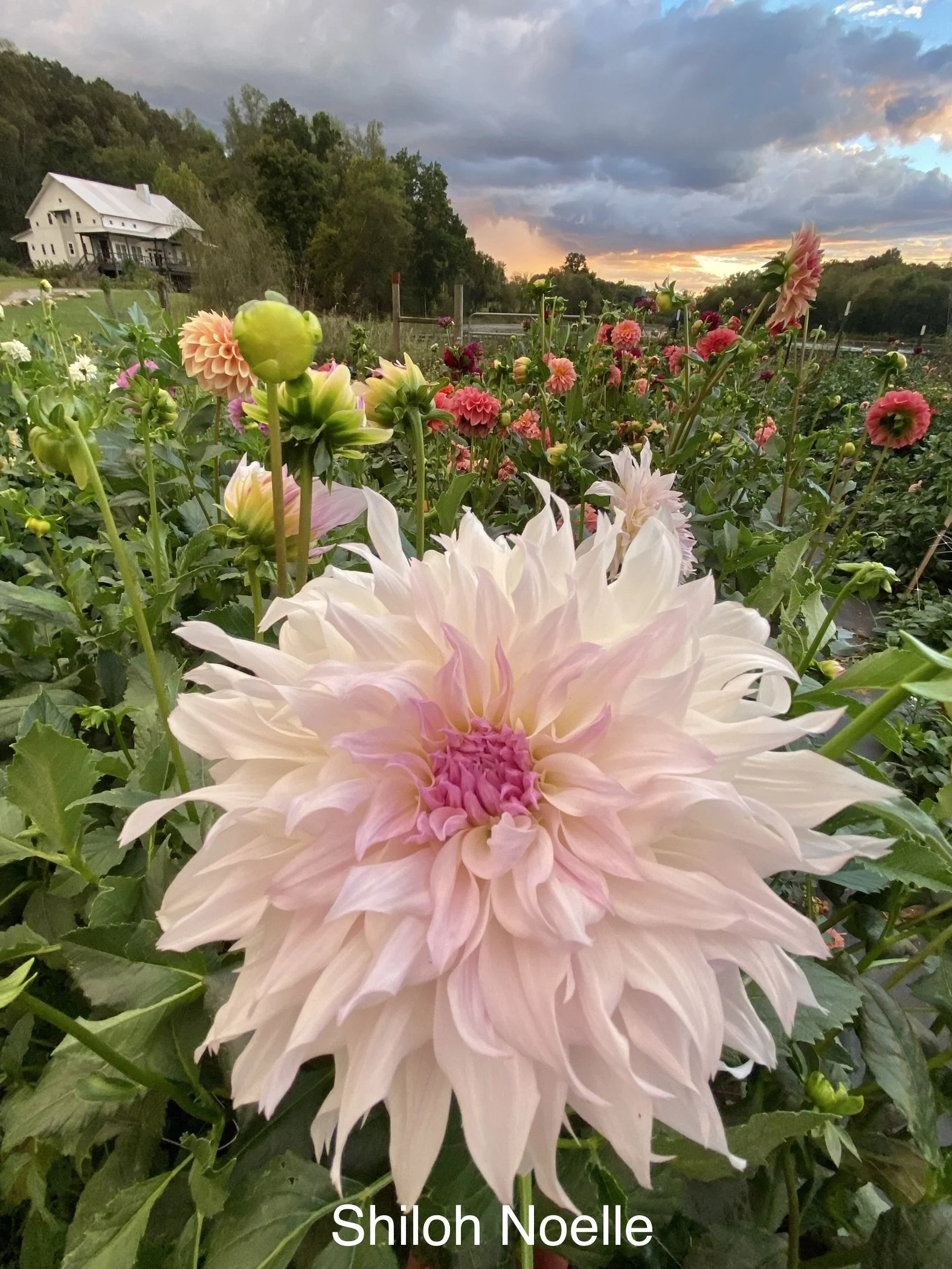 Close-up of a large, pale pink and white dahlia flower in a garden with several other pink and white dahlias, green leaves, a house, trees, and a cloudy sky at sunset.