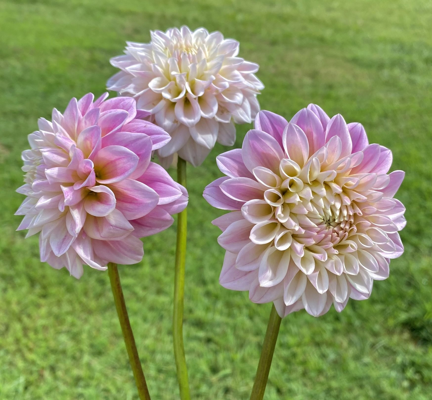 Three pink and white dahlia flowers with green grass background.