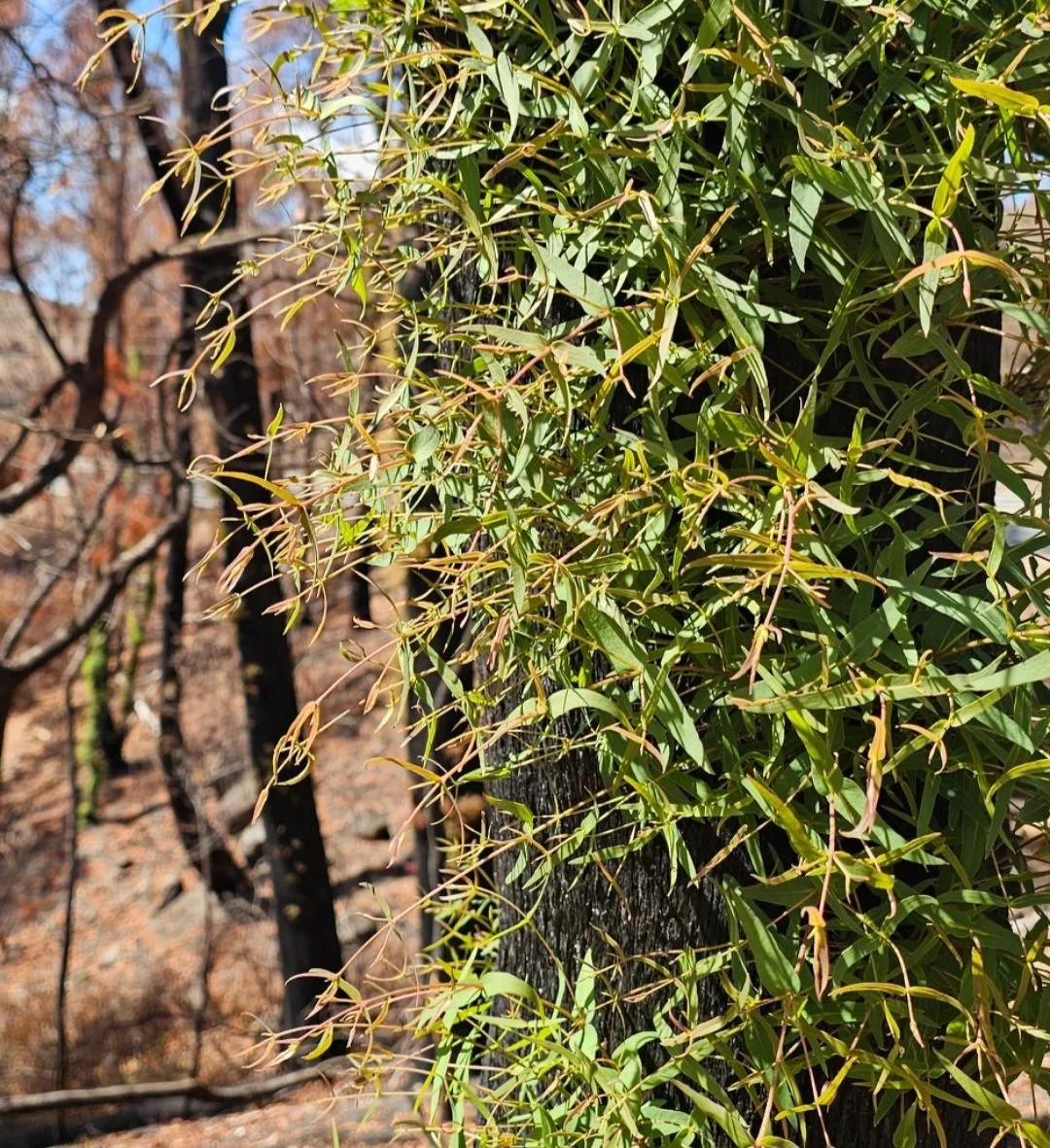 Post-Traumatic Stress and Post-Traumatic Growth