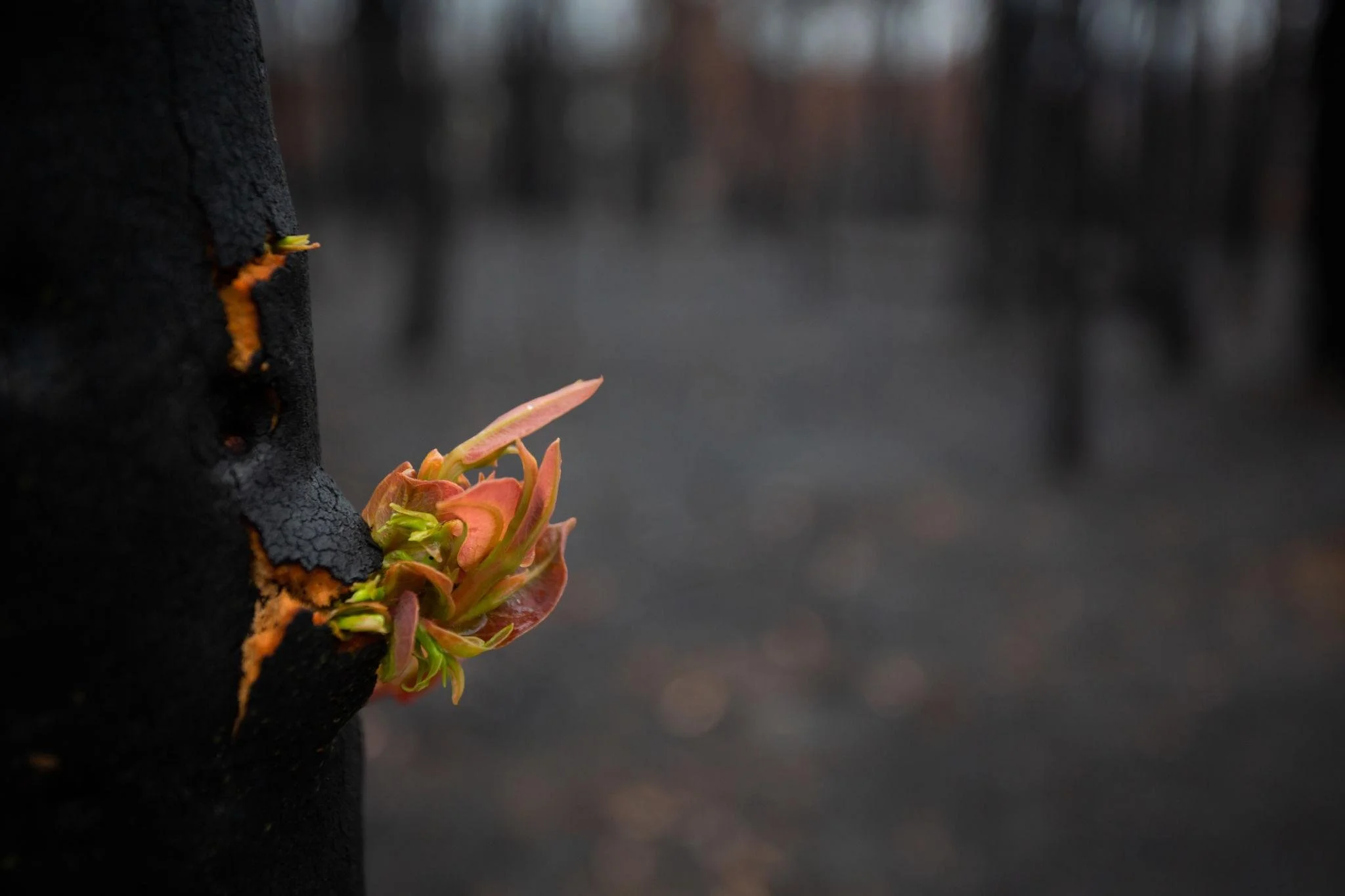 The Grief Beneath the Fire: Why Resilience Alone Isn't Enough After Disaster