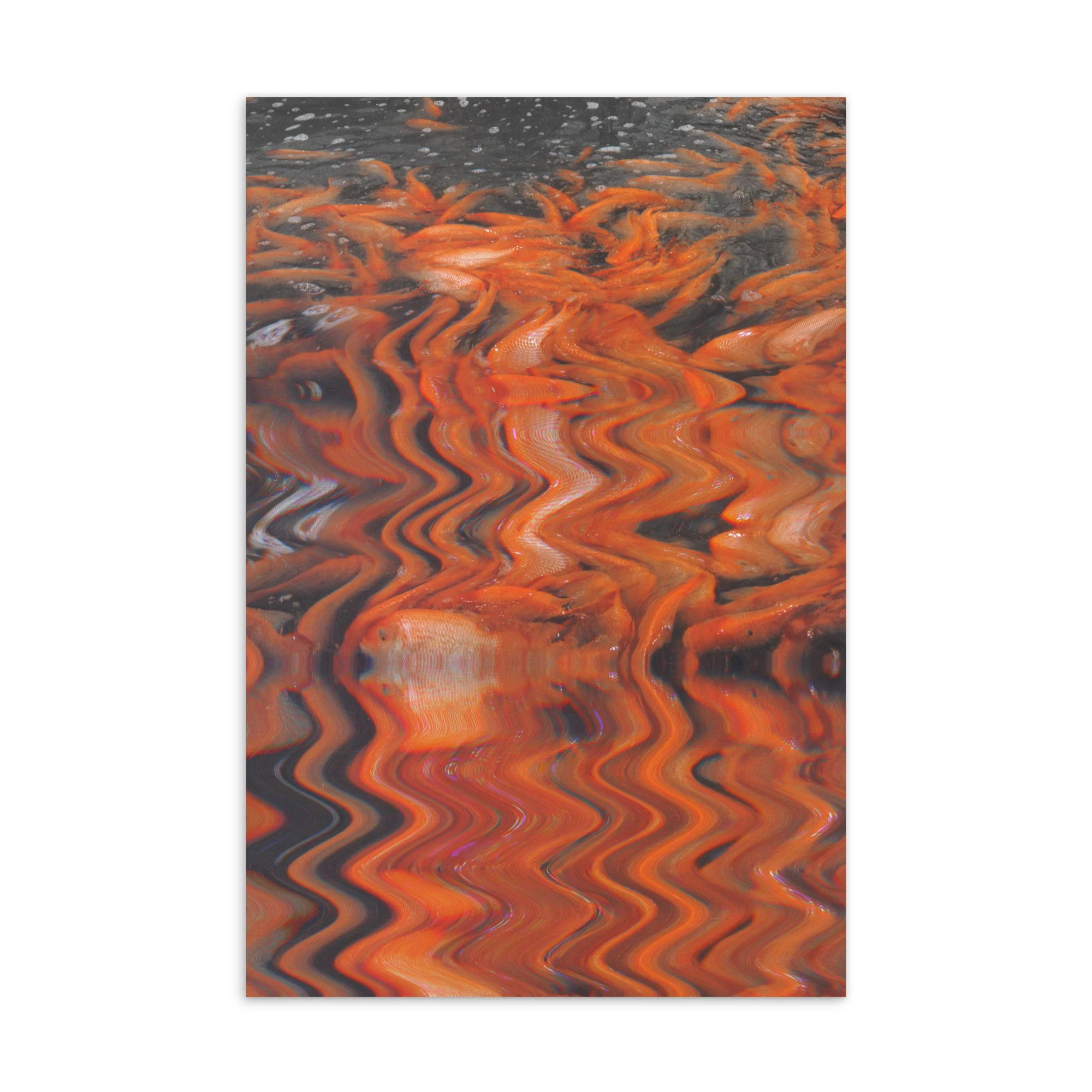 Fish swimming in water with a rippled, distorted reflection.