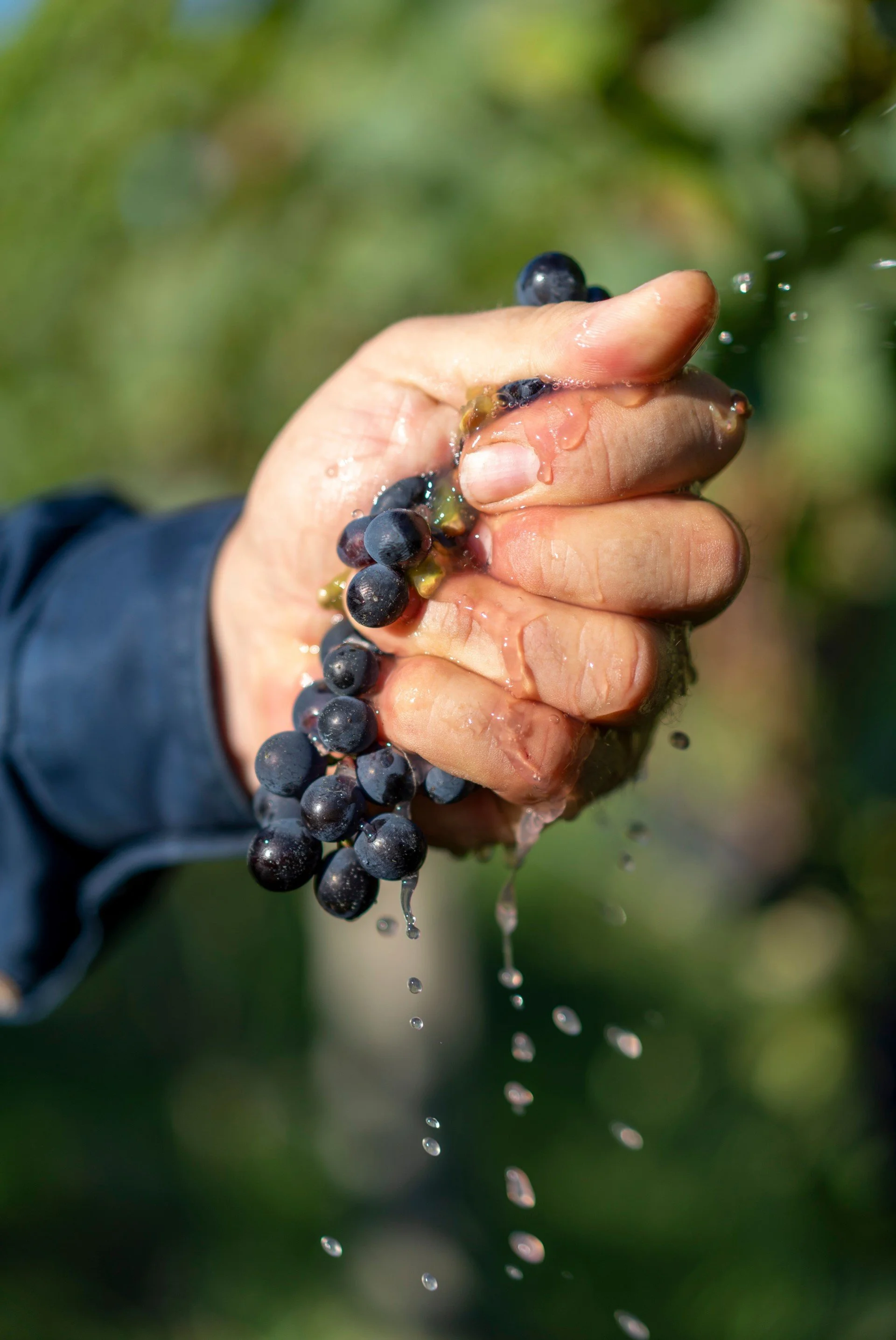 Hunter Valley wine country grapes
