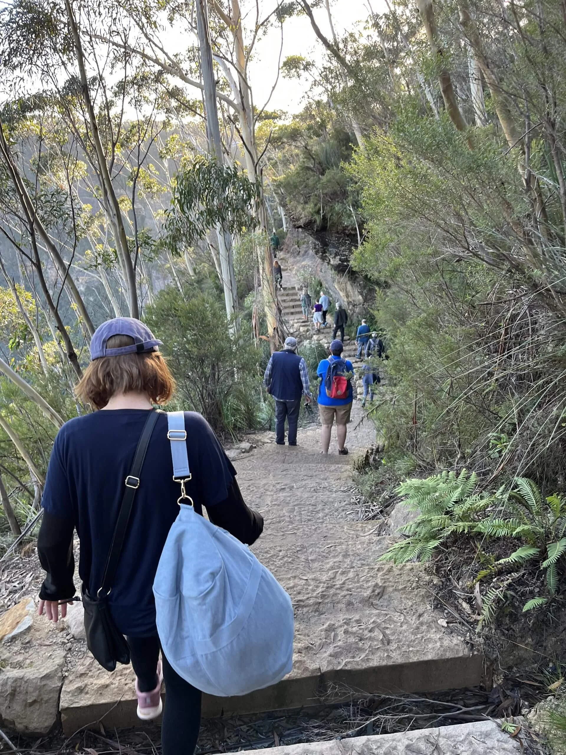 Blue Mountains walking track through native Australian bushland