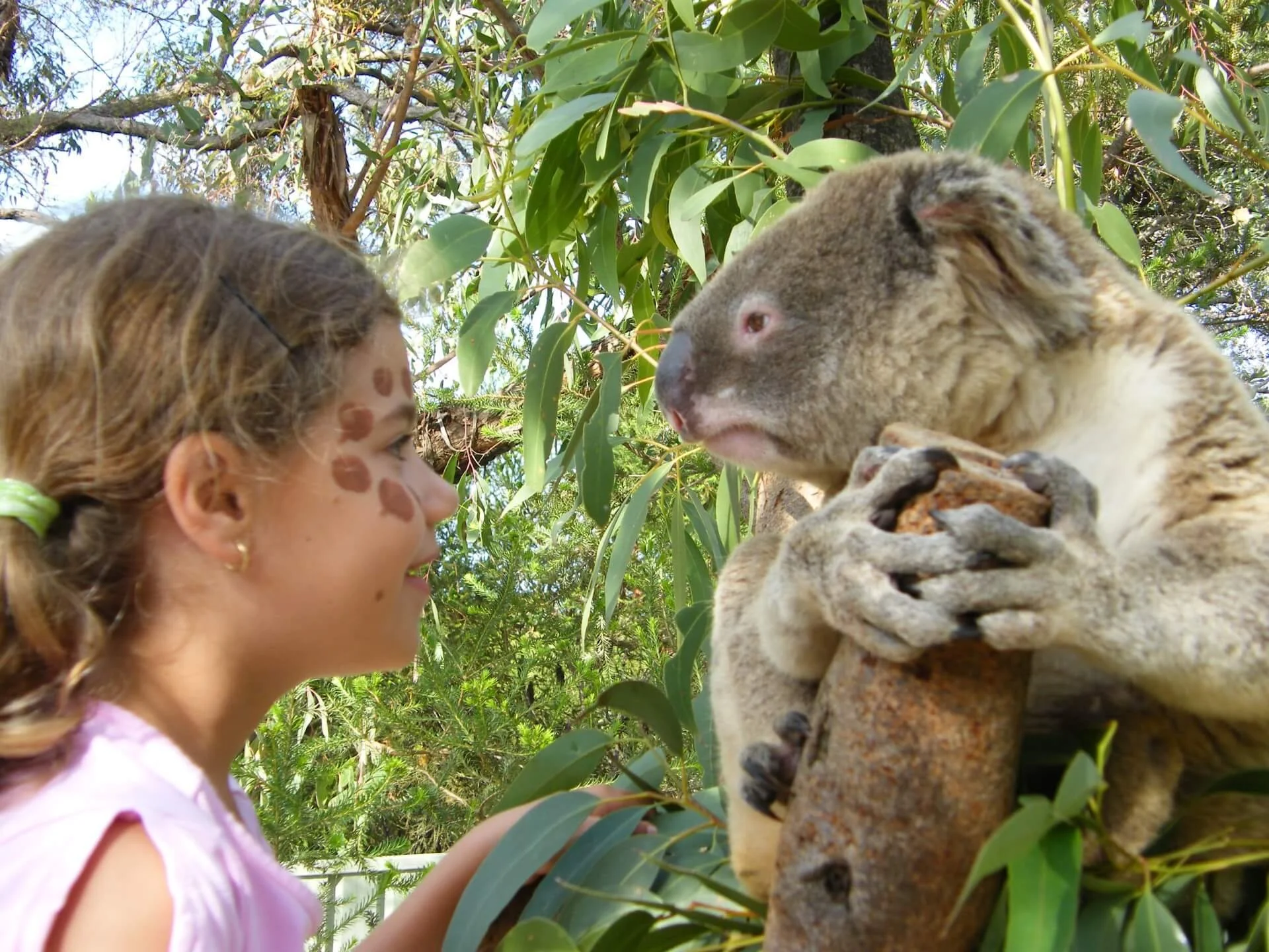 Koala visit
