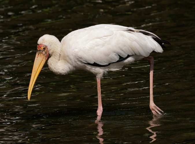 STORK.jpg