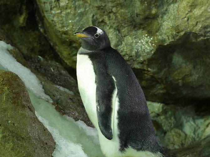 GENTOO.jpg