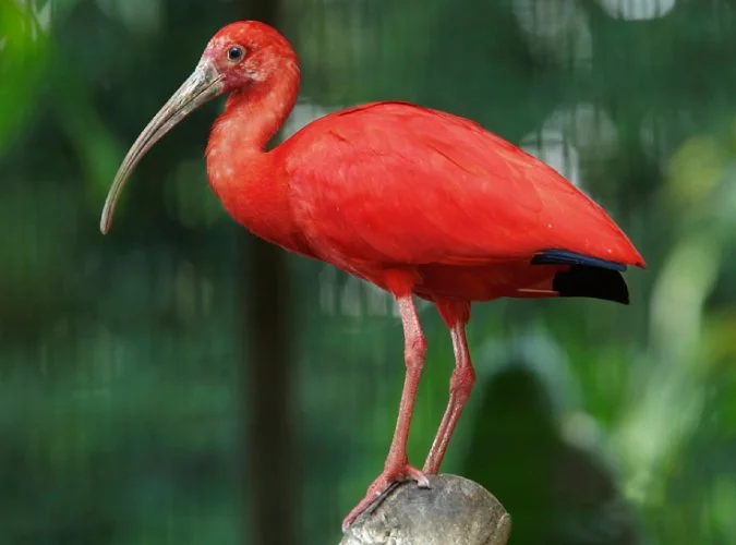 IBIS.jpg