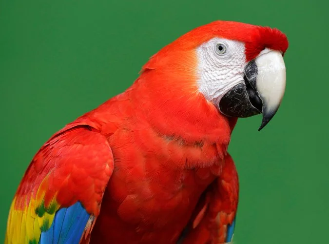 MACAW.jpg
