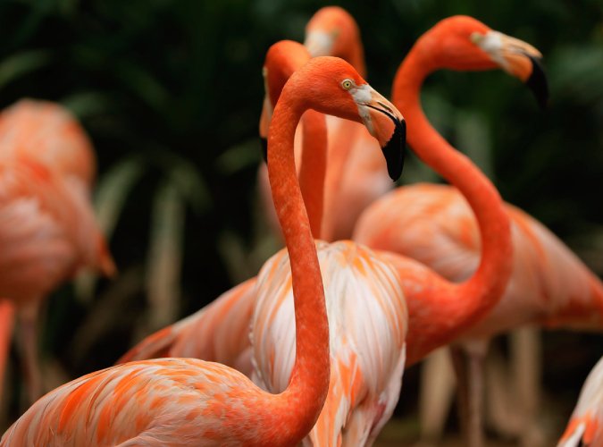 FLAMINGO.jpg