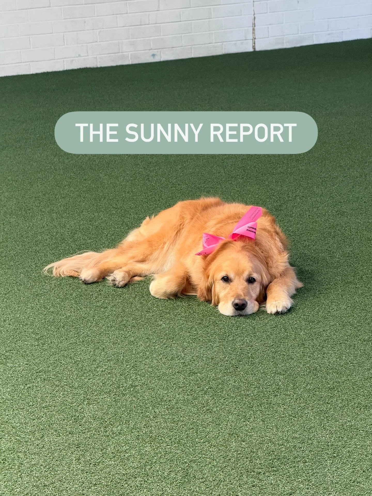 There&rsquo;s been plenty on at Motus this week! 👀

Swipe 👉🏼 to see all the things we&rsquo;re doing to get ready for
our Reformer &amp; Recovery Relaunch next week!! 

💚 FREE Reformer 
💚 FREE Coffee 
💚 FREE True Protein Ball

Limited spots lef