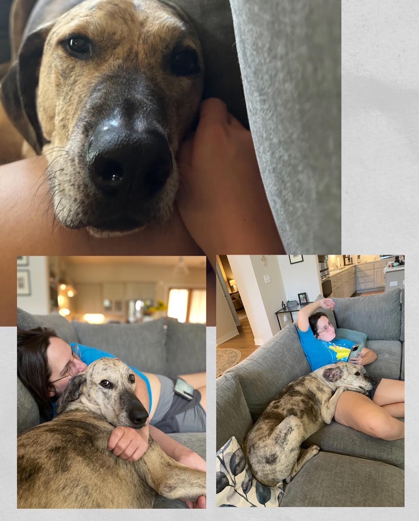 I love training my dogs. I am proud of their talent and brains. But gosh I love their hearts most of all 🥺💕

Sweet babies understood the assignment.

&mdash;
Accessibility:
1. Photos of Ham snuggling Laura 
2. Mei in a large bed, Ham on the bed ben