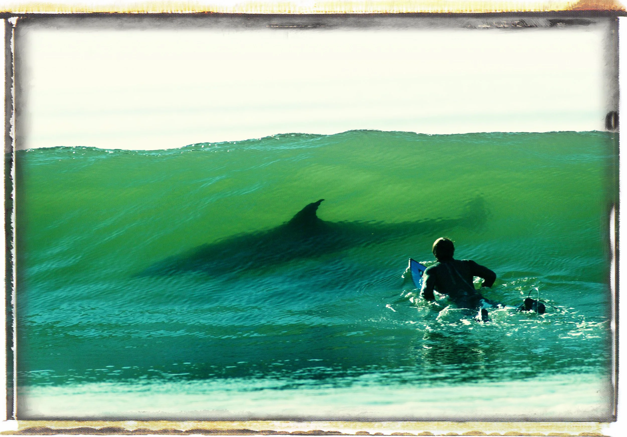 DolphinSurfer.jpg