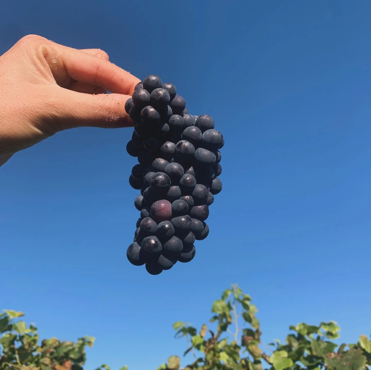 Can you keep a secret? 

I heard through the grapevine that VINOYASA is holding a secret retreat 🫢🤫

Escape to the heart of the Loire Valley for 5 blissful days, for a magical blend of Yoga, Wine &amp; Wild 🍇🍷

You may find some of your favourite