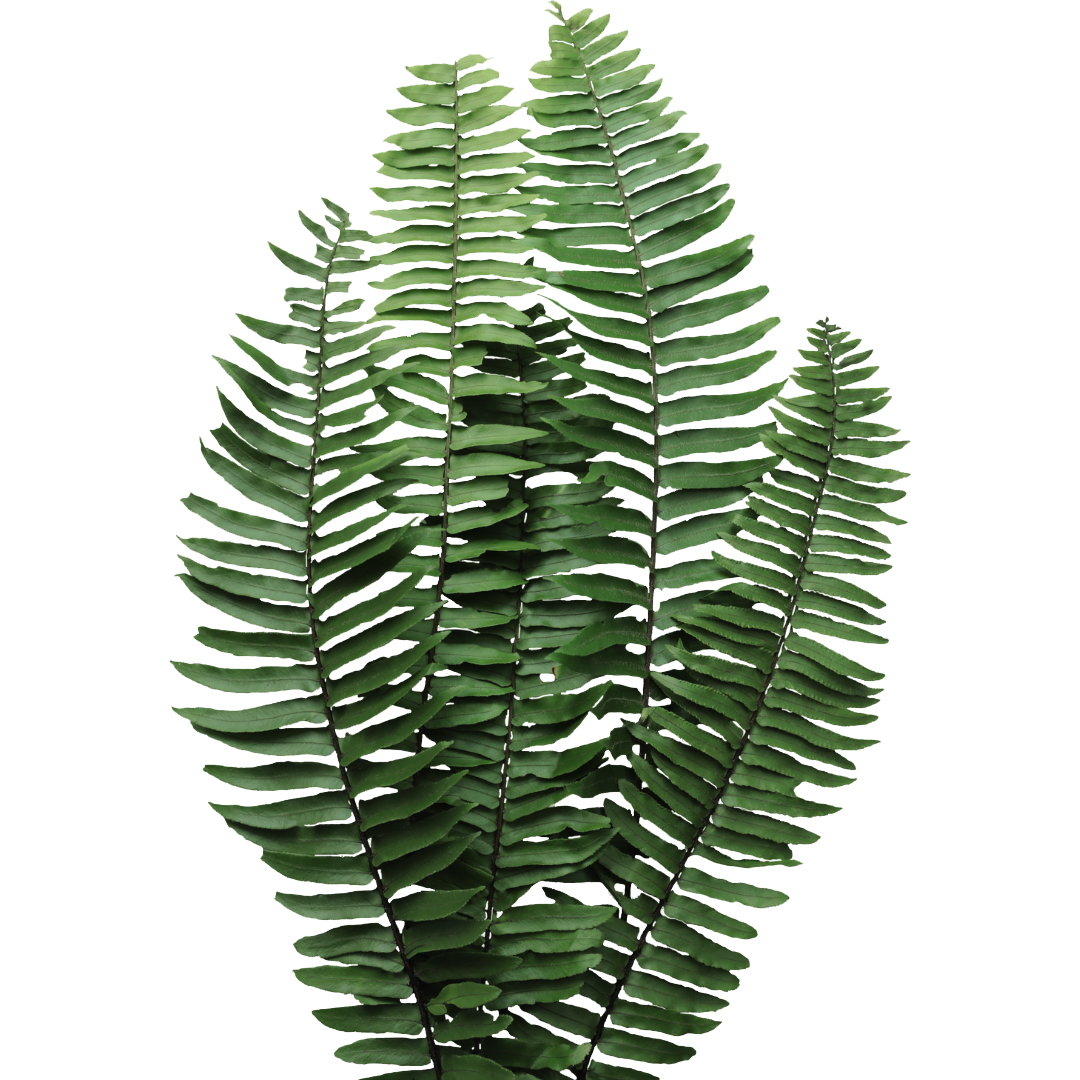 Green fern leaves with multiple fronds on a black background.