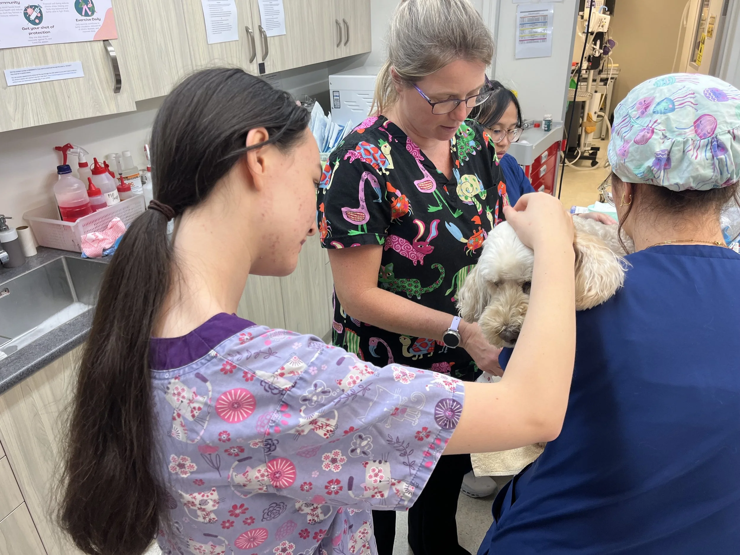 Teen girl work placement at Vet
