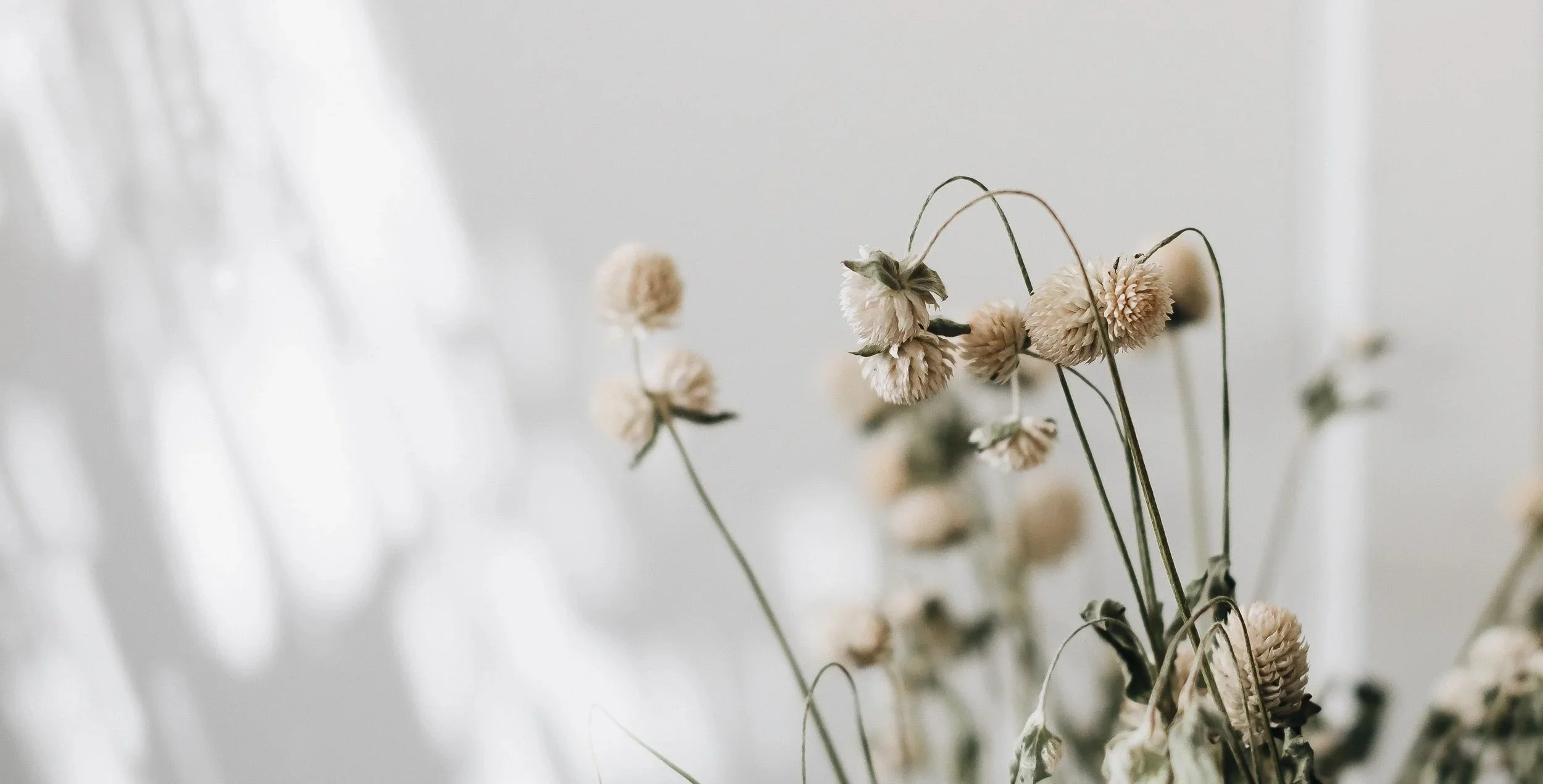 Dried beige and white flower heads on thin, green stems against a soft, light background.