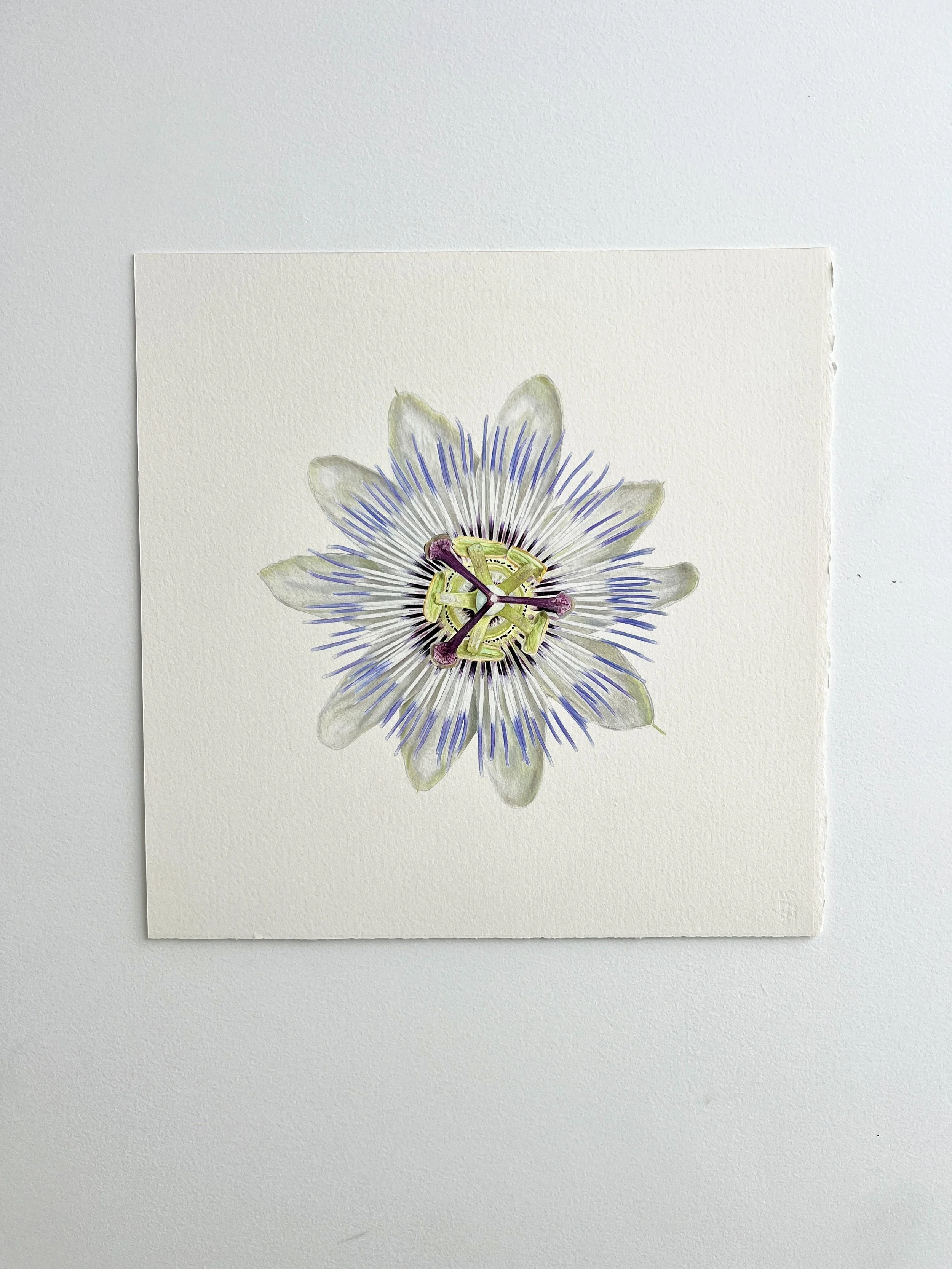 Passionfruit