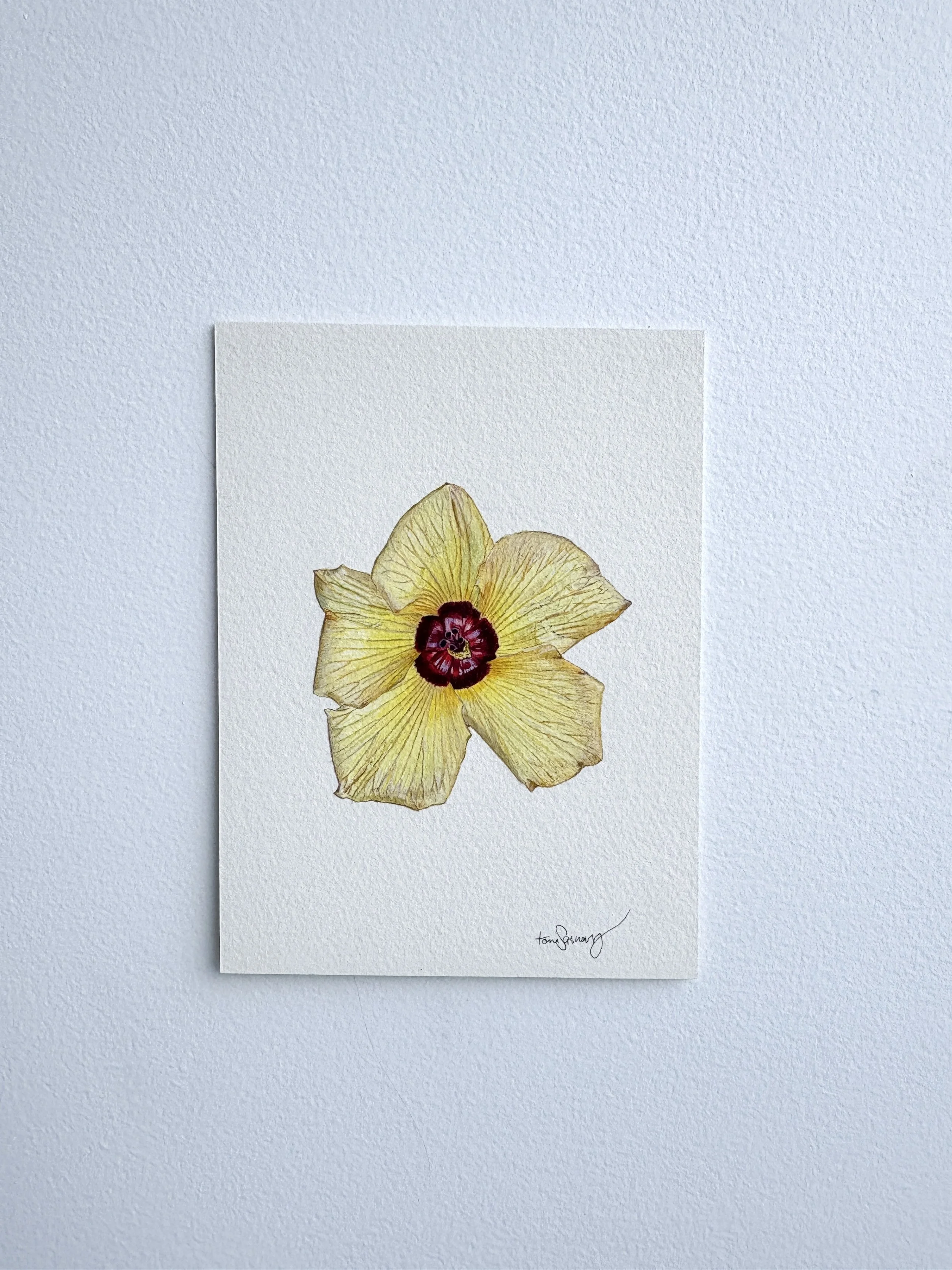 Sea Hibiscus